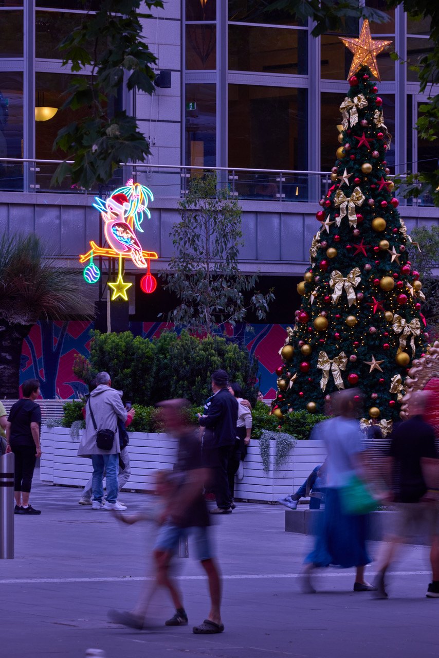 A Kookaburra in a Gum Tree