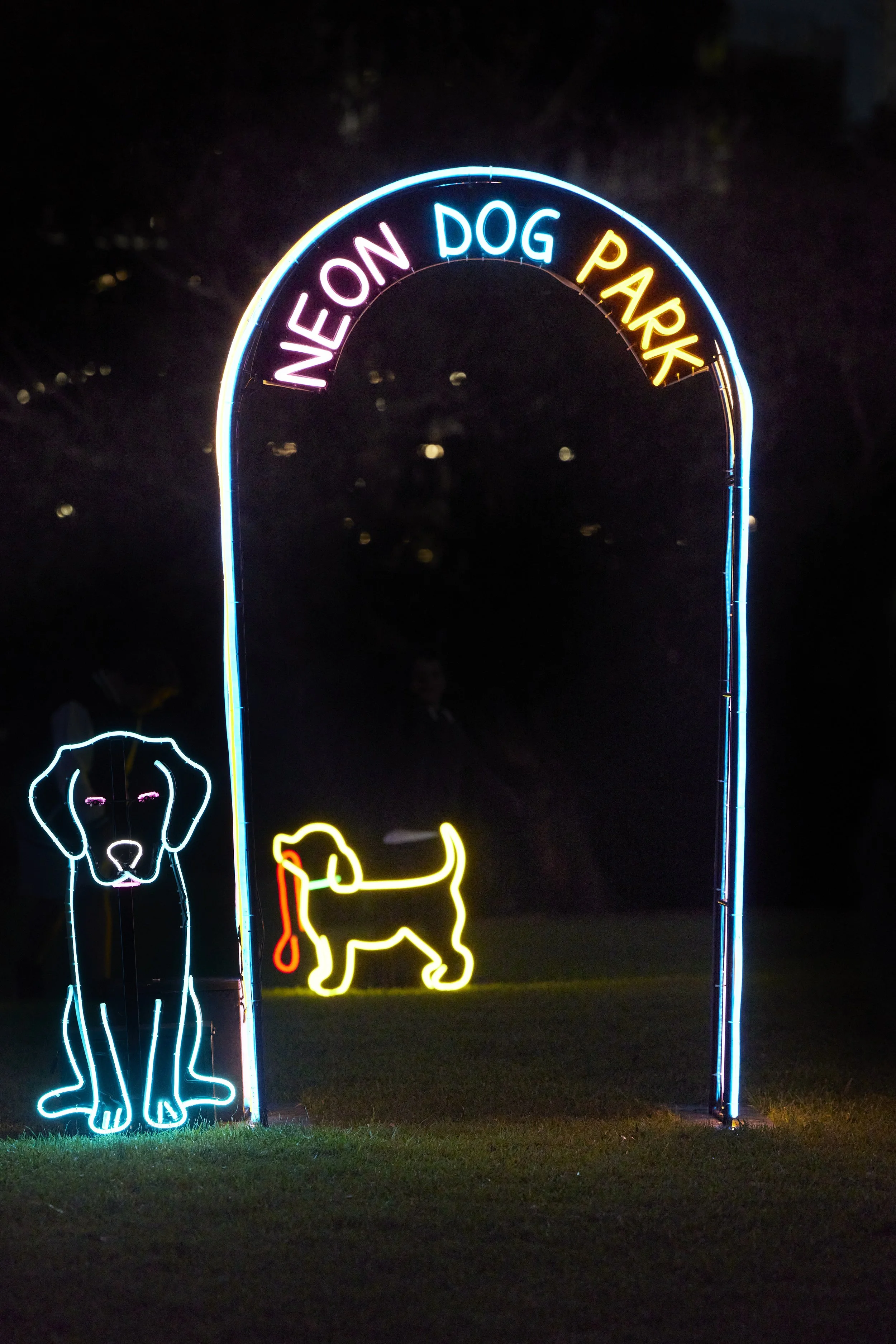 Neon Ride Dog Neon Dog Park — Volter International