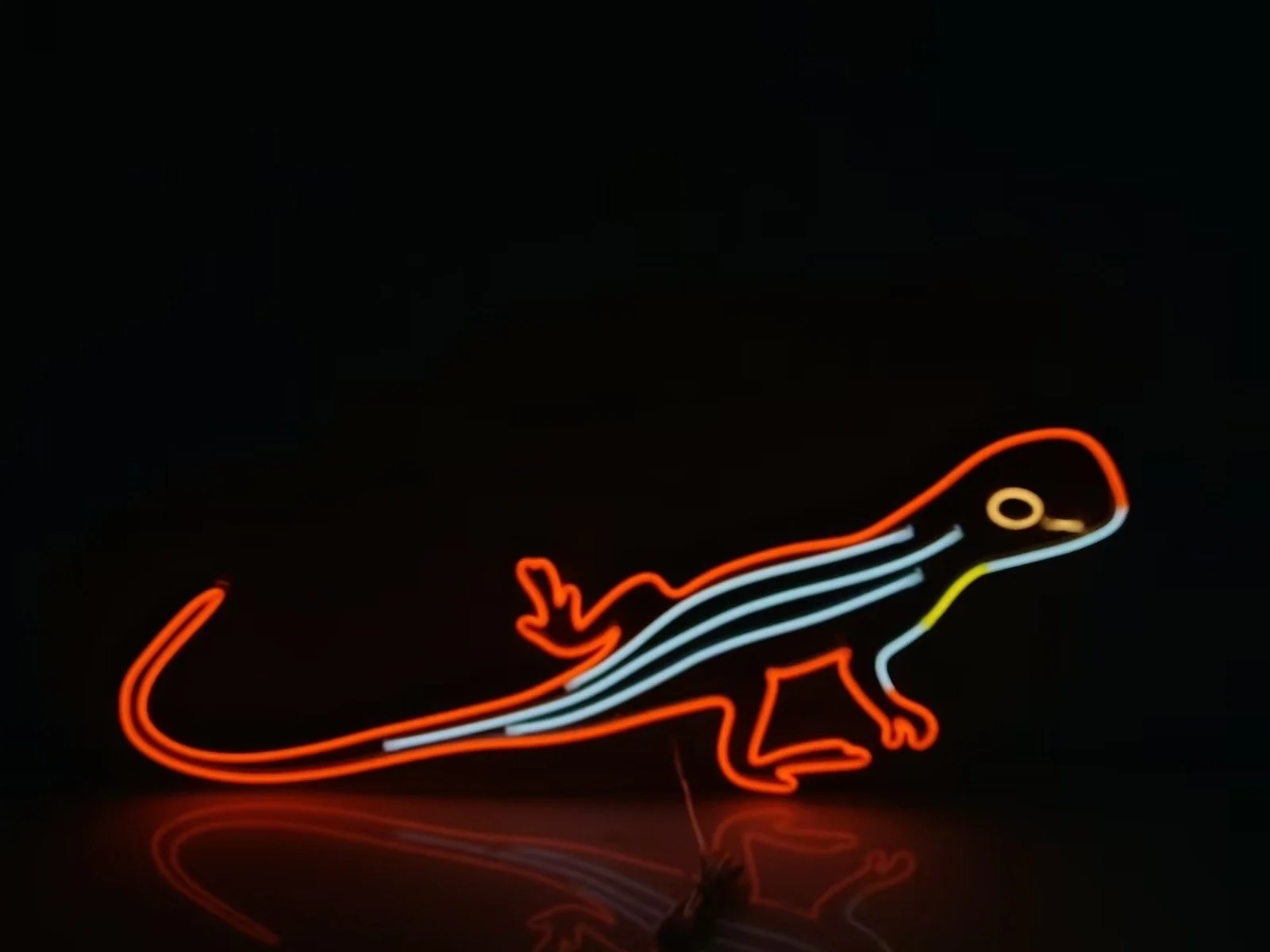 DRAGON - GRASSLANDS EARLESS