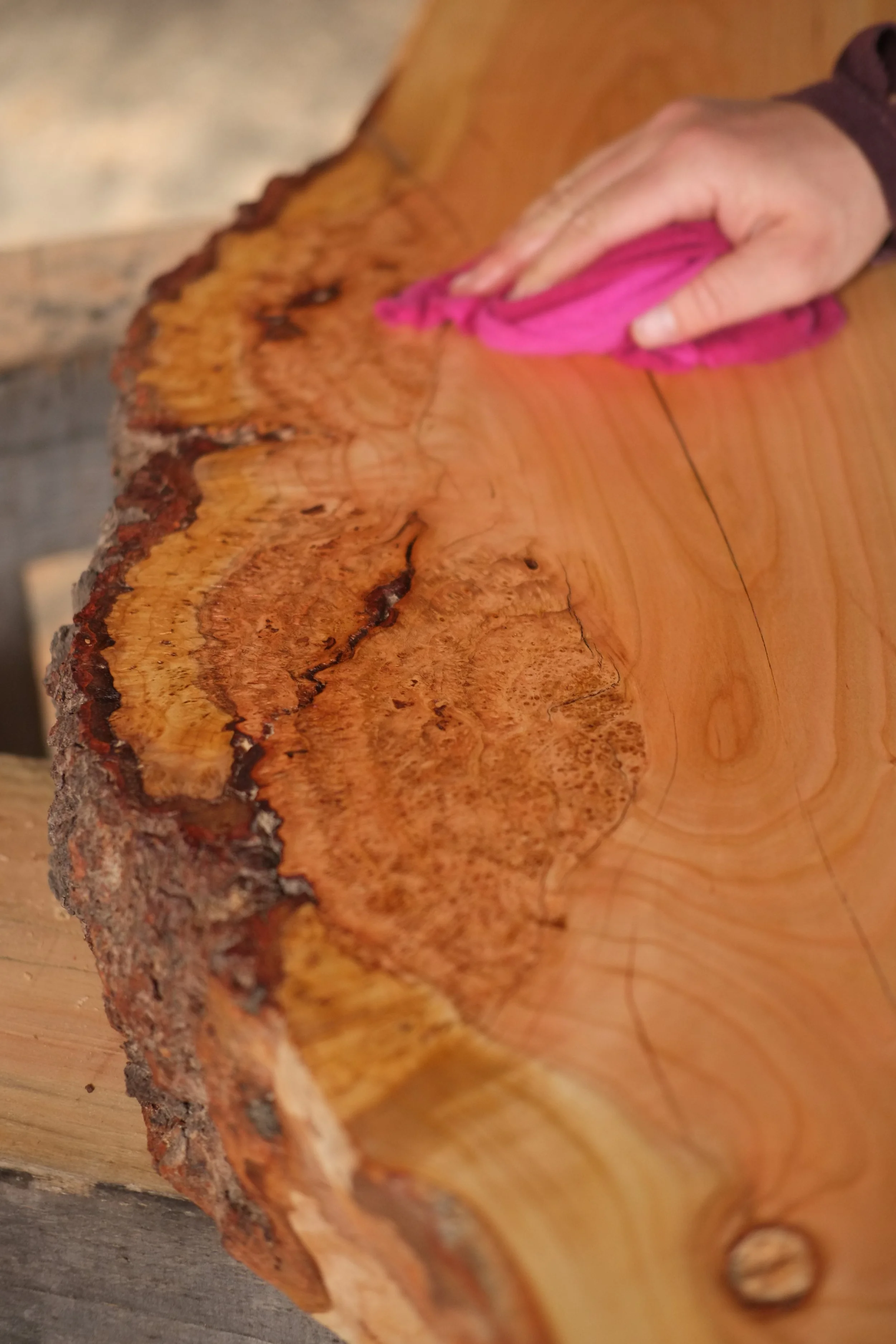 Applying pure tung oil to the cheery burl.