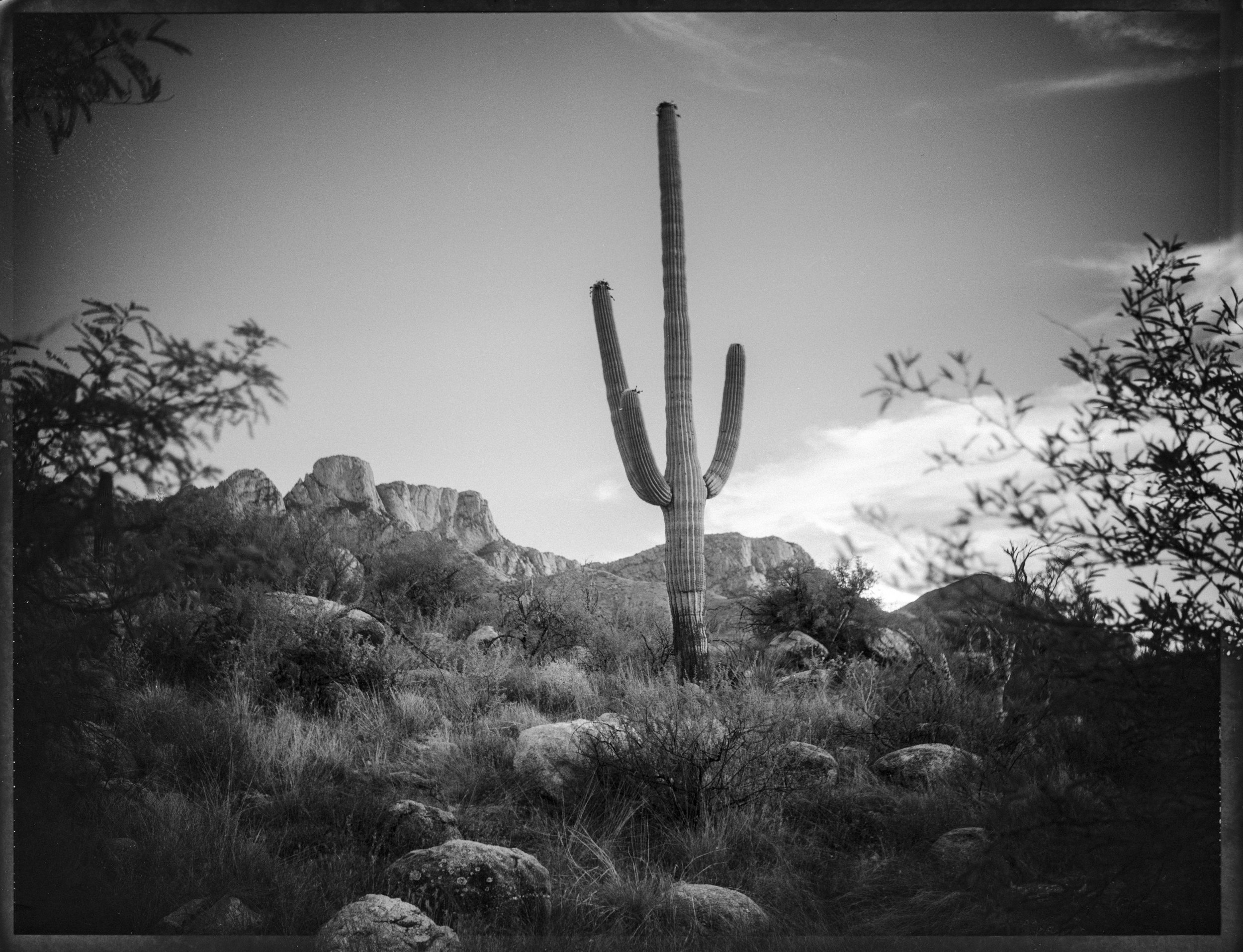 SlidingBox4_Saguaro1-2.jpg