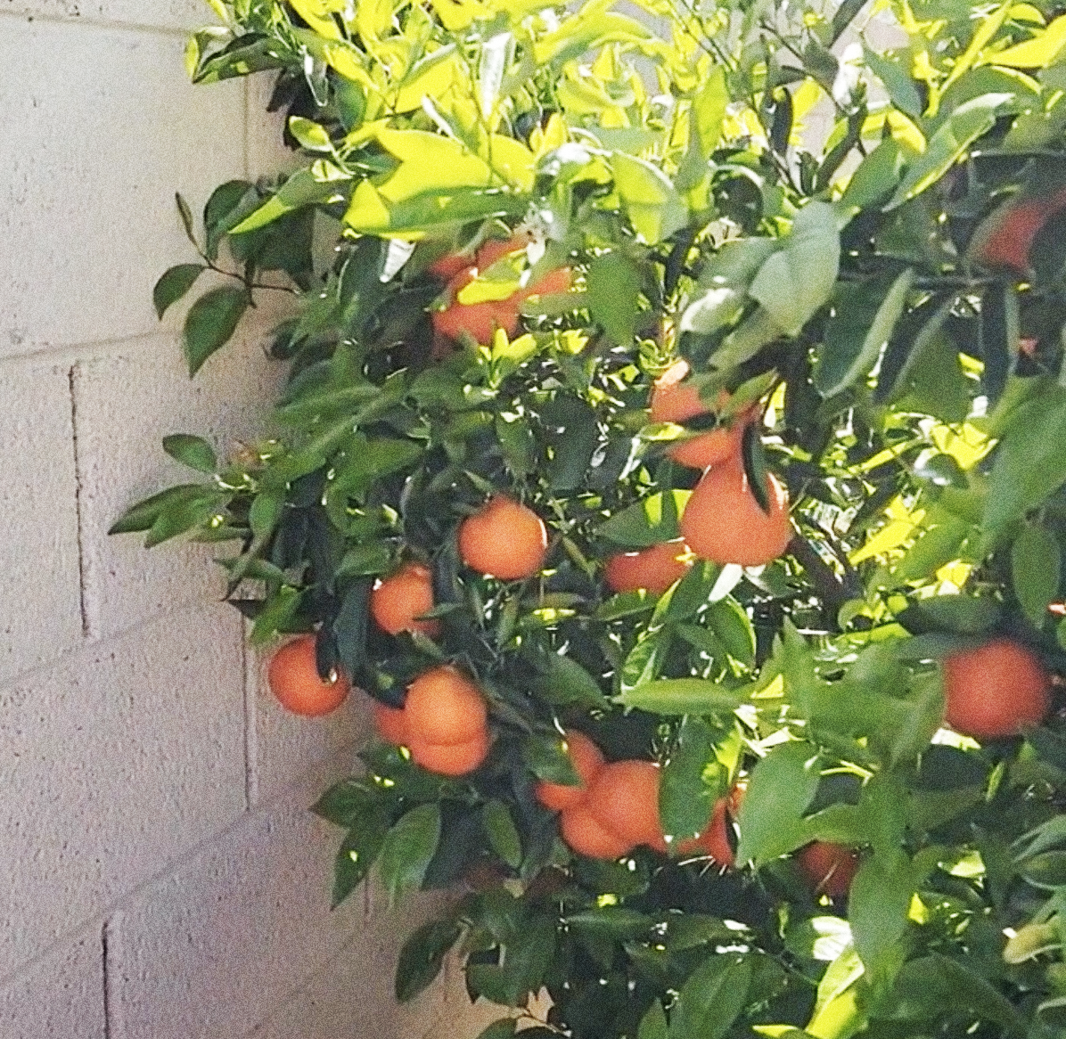 Growing Good Fruit in Every Season