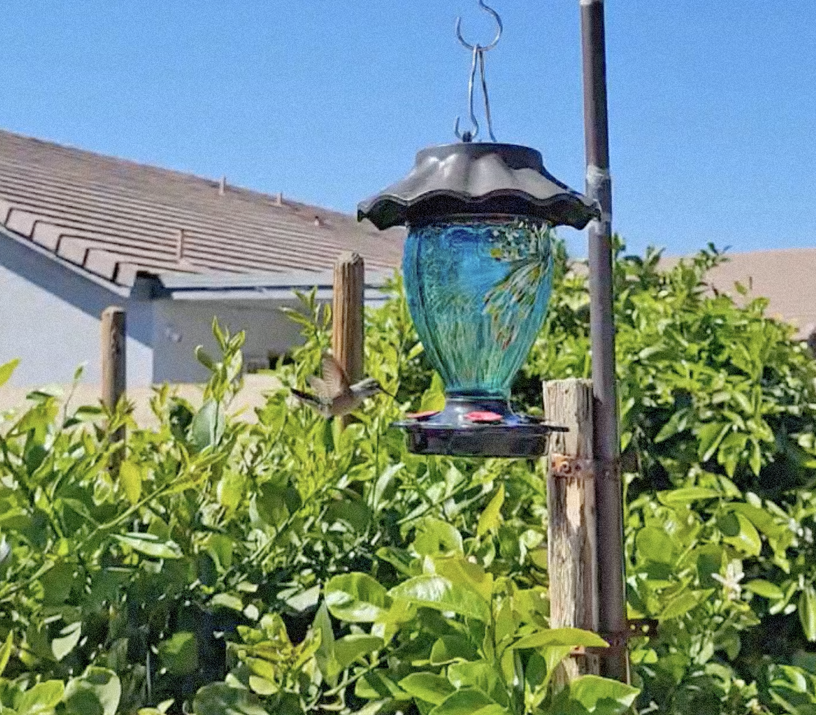 Seeing the Creator in Creation