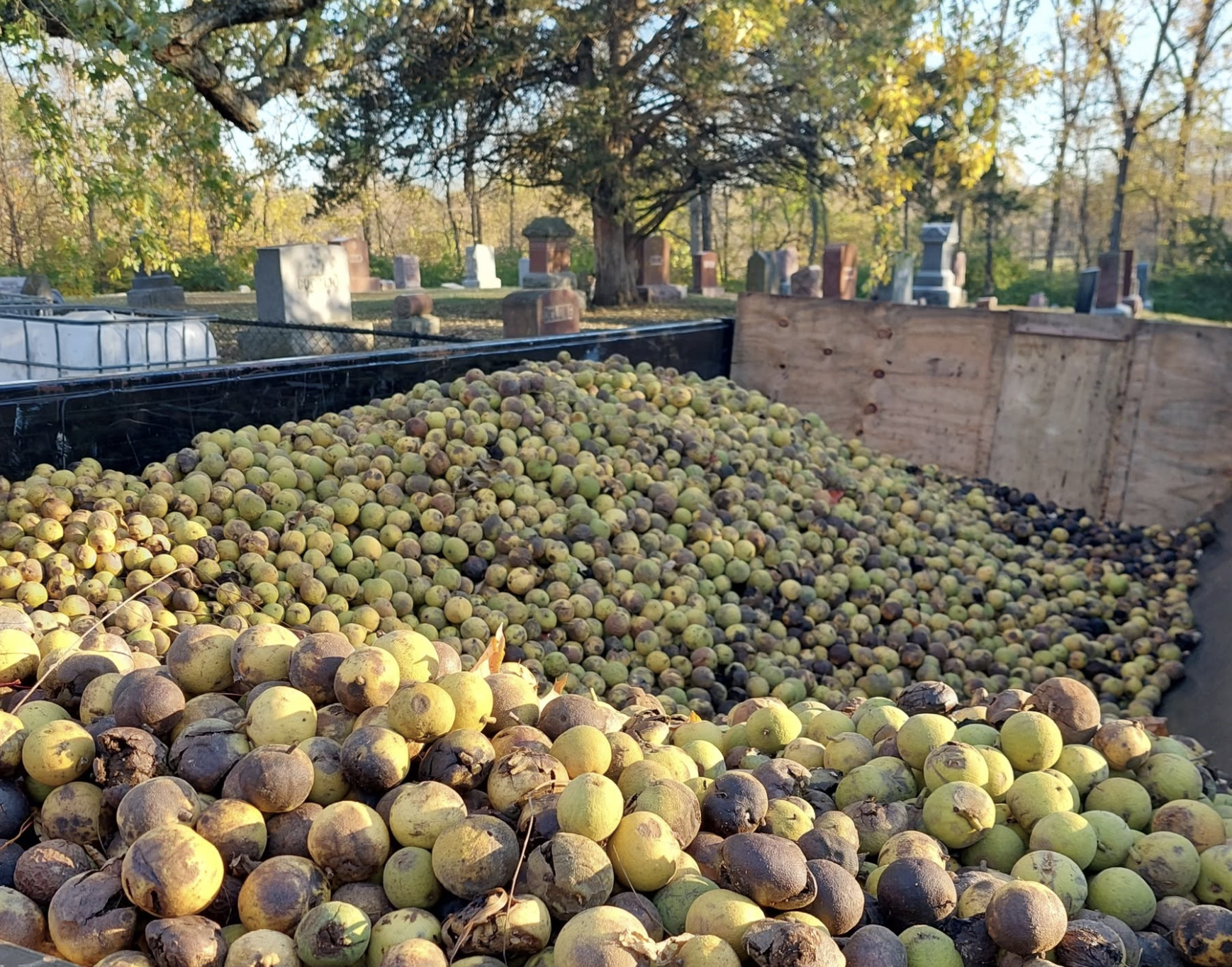 Making a Difference, One Walnut at a Time