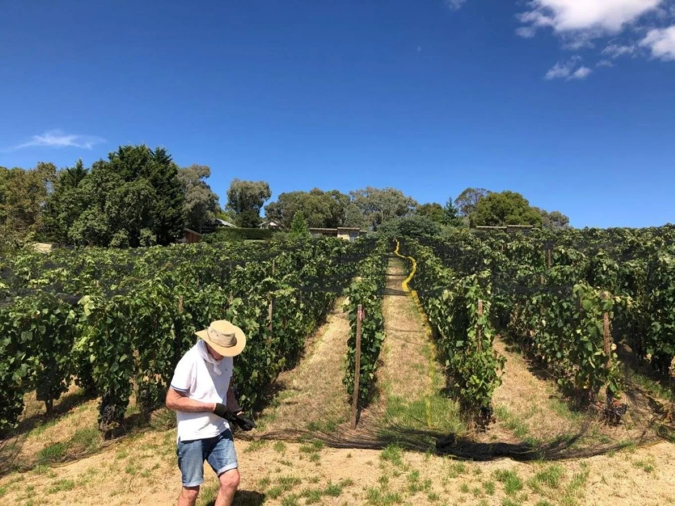 Granjoux Chardonnay: The emergence of a Beechworth classic
