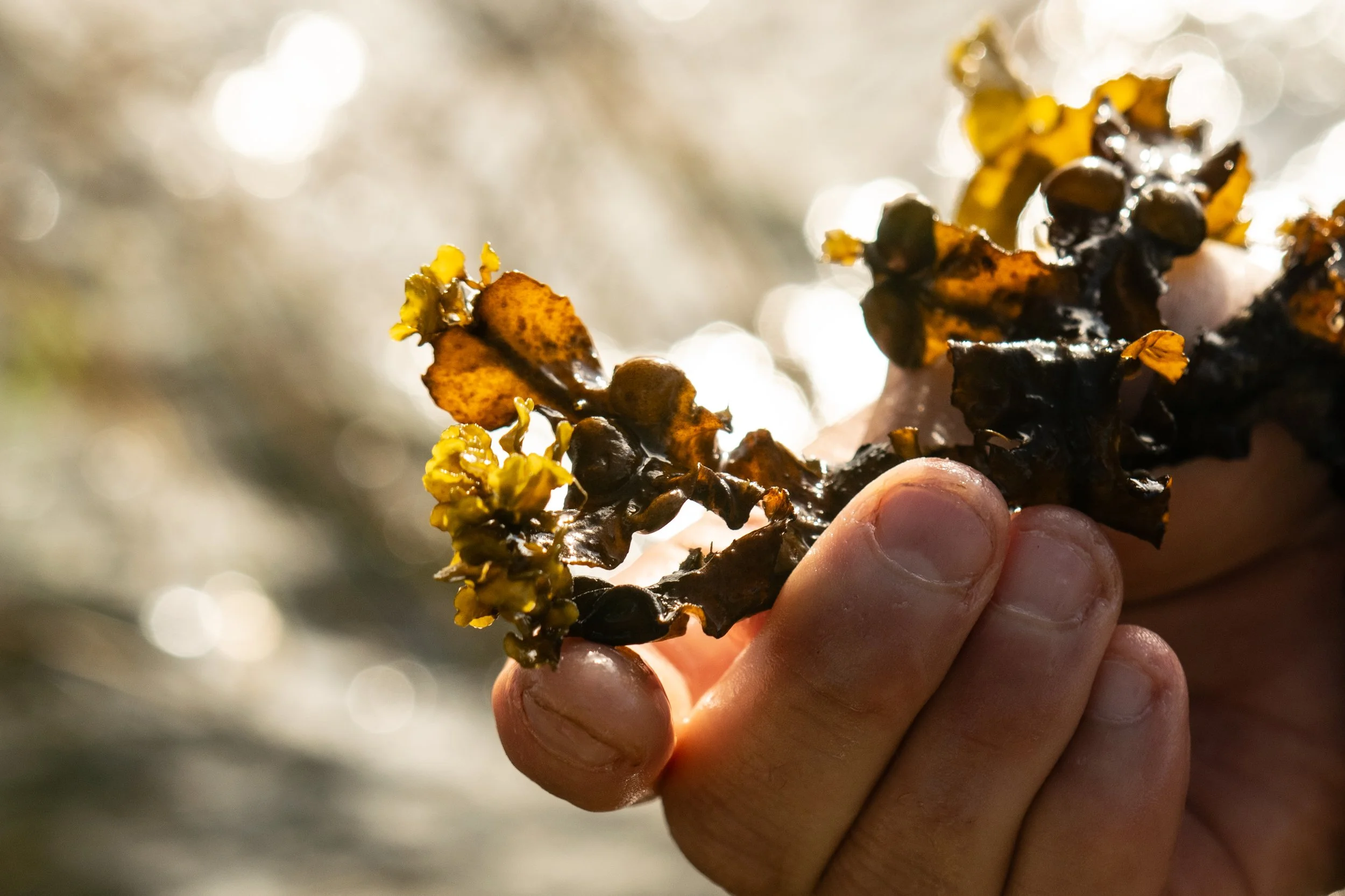 Mirka Launches Research Collaboration on Regenerative Marine-Based Materials