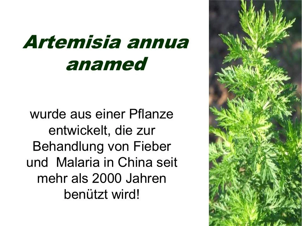 Artemisia-Seminar