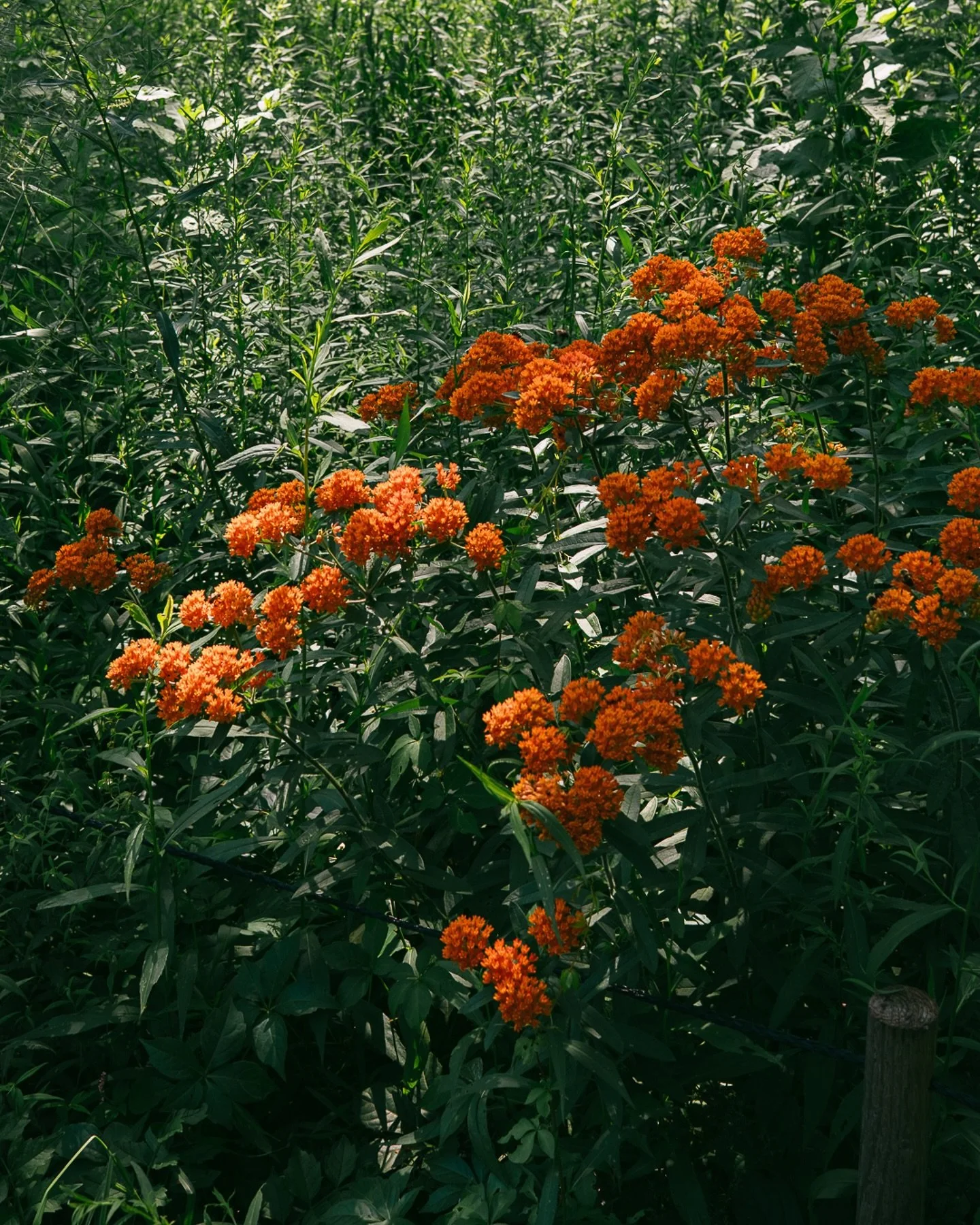 Summer so far

#asheville #nyc #michigan #chicago
#fujix100ⅵ