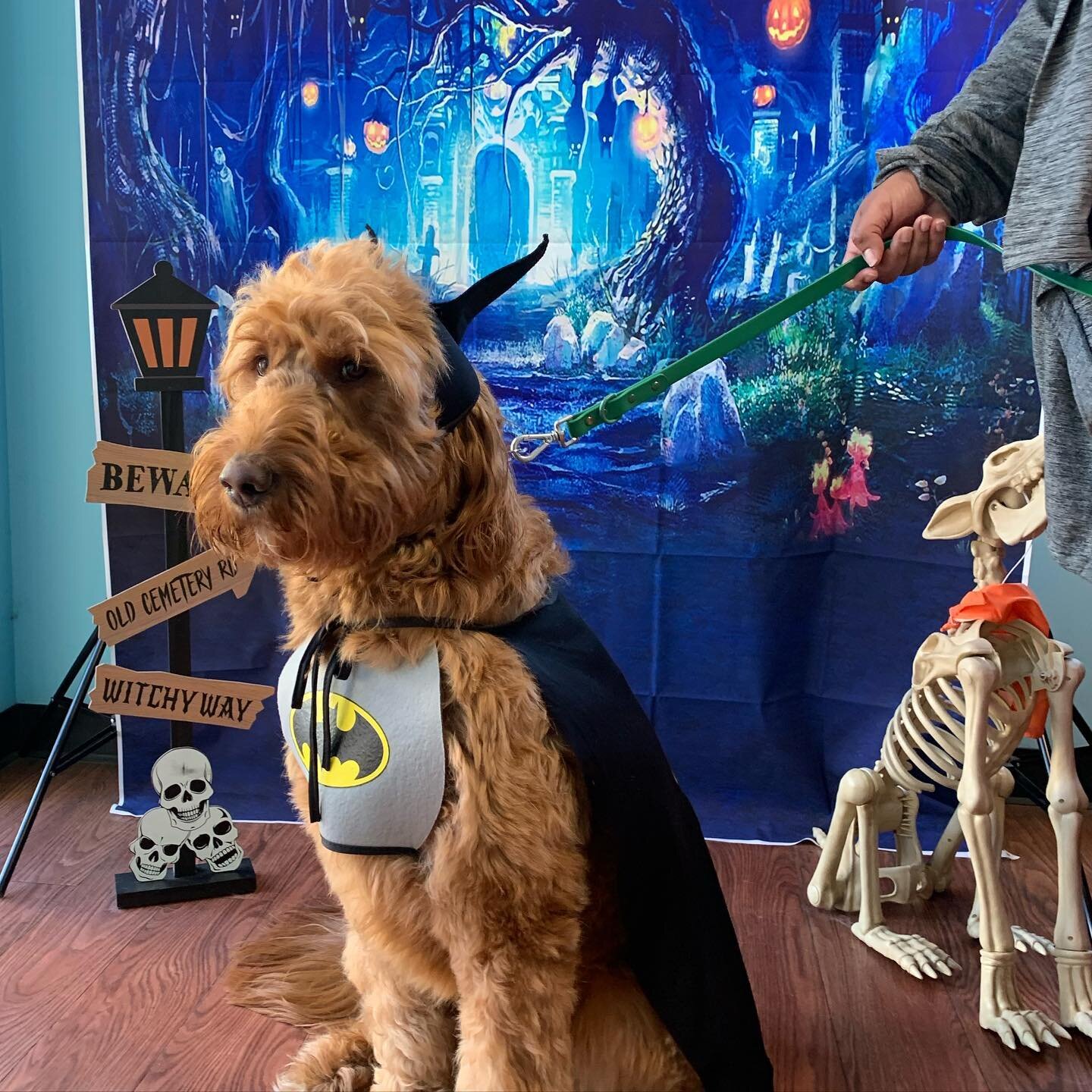 Charlie has entered the competition as Batman 🦇No ghosts dare go up against that side eye!

Let&rsquo;s give him some love ✨🐾

#TheDogStay #ThePackInc #BrightenYourDay #LovePaws #DoggyDaycare #WoofOfJuly #Pupsicles #JoinUsToday #FureverFriends #Dow
