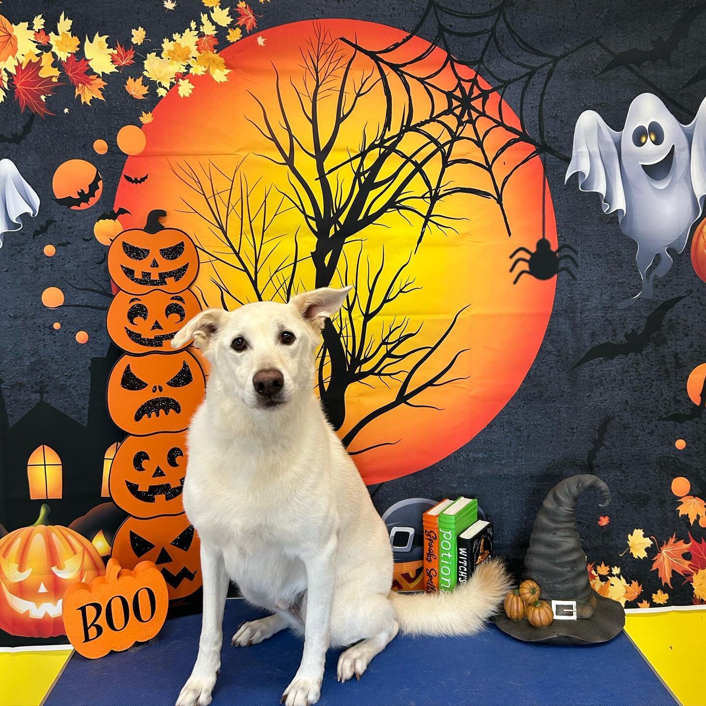 BOOOO🎃👻 from more of our Spaw friends

🐾 Click the spa services tab on our website for a Spooky Spaw Day! Www.thepackinc.com

#TheDogStay #ThePackInc #BrightenYourDay #LovePaws #DoggyDaycare #WoofOfJuly #Pupsicles #JoinUsToday #FureverFriends #Dow