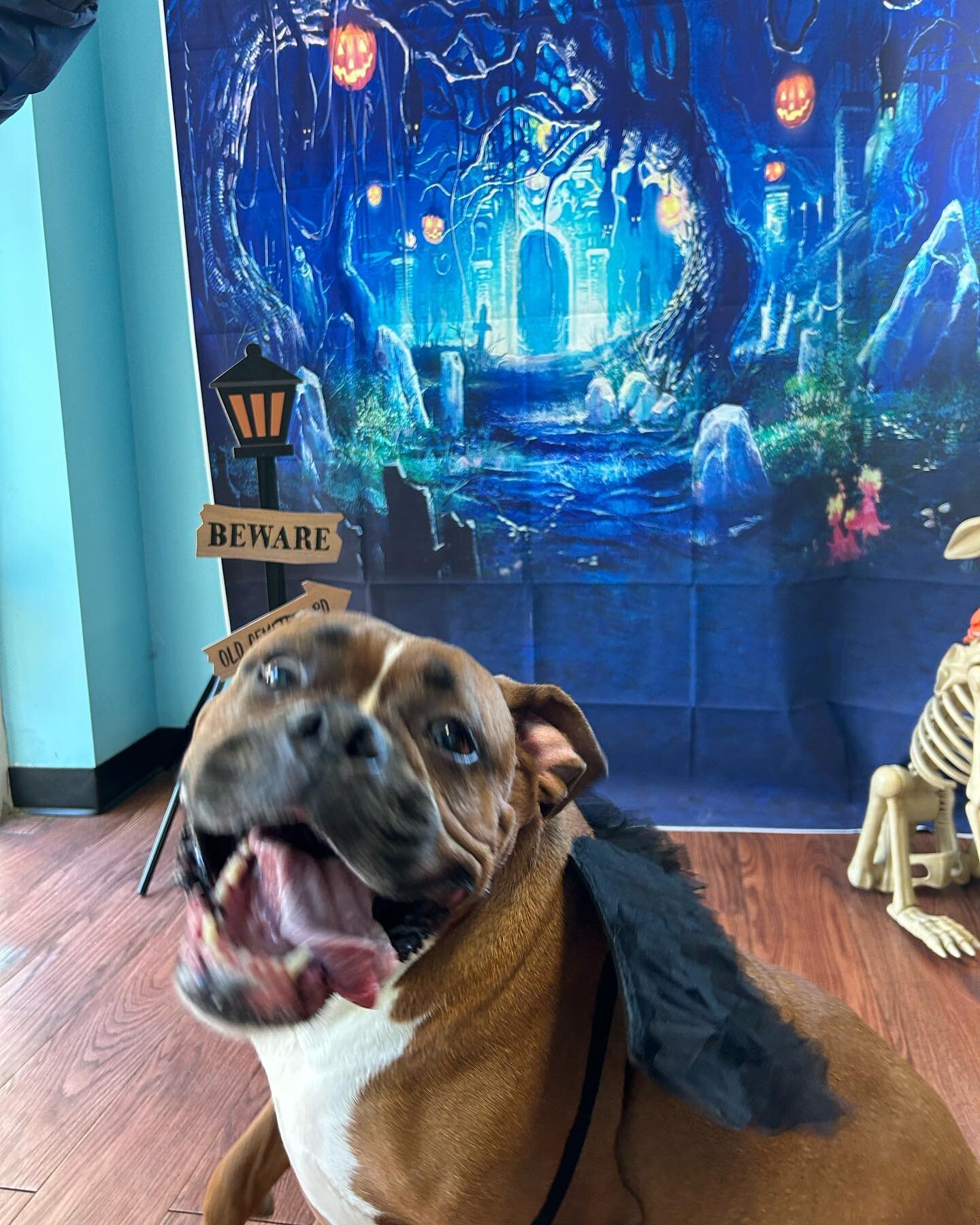 River has entered the contest nice wings girlfriend 🦇

Let&rsquo;s give her some love ✨🐾

#TheDogStay #ThePackInc #BrightenYourDay #LovePaws #DoggyDaycare #WoofOfJuly #Pupsicles #JoinUsToday #FureverFriends #DowntownSilverSpring #PawtyTime #MustLov