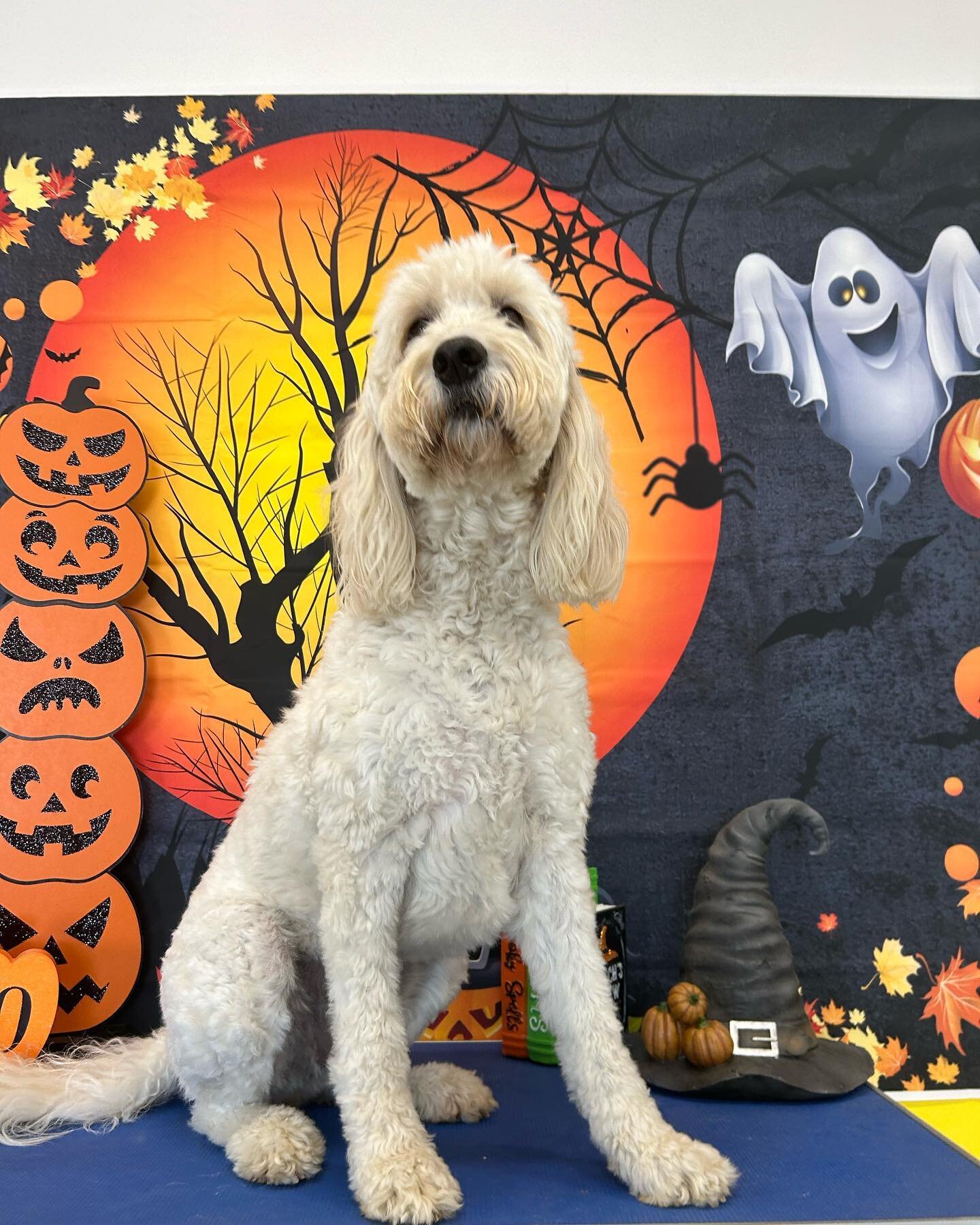 Today&rsquo;s Ghostly Grooms went a little like&hellip;&hellip;&hellip;

🐾 Click the spa services tab on our website for a Spooky Spaw Day! Www.thepackinc.com

#TheDogStay #ThePackInc #BrightenYourDay #LovePaws #DoggyDaycare #WoofOfJuly #Pupsicles #
