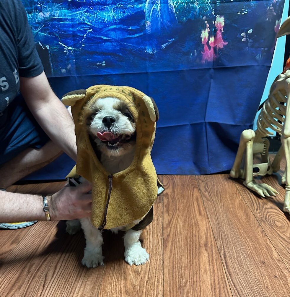 Jyn the Ewok has entered the chat👻 let&rsquo;s show him some love 🎃

#TheDogStay #ThePackInc #BrightenYourDay #LovePaws #DoggyDaycare #WoofOfJuly #Pupsicles #JoinUsToday #FureverFriends #DowntownSilverSpring #PawtyTime #MustLoveDogs