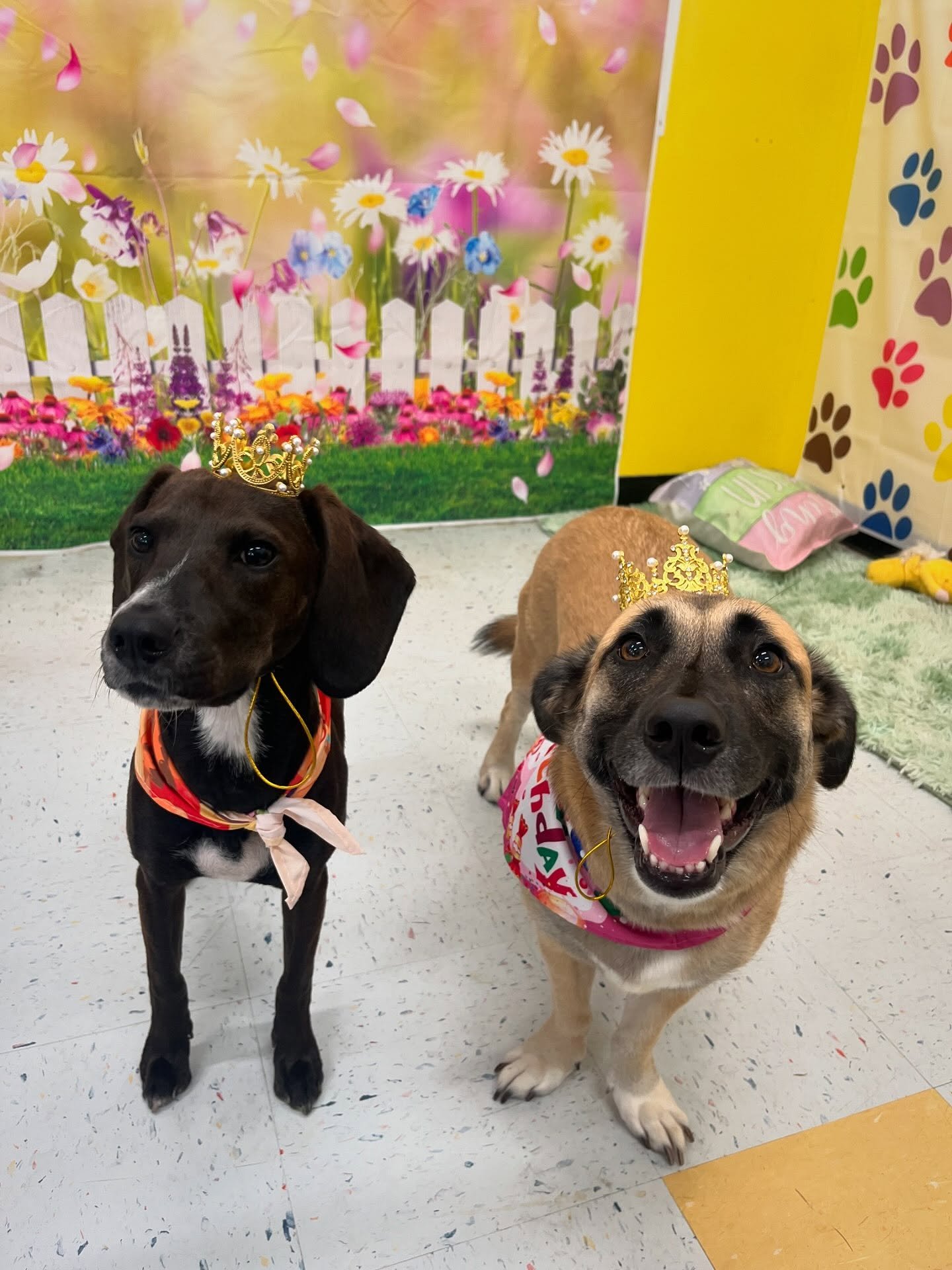 🎉🐾 Happy Birthday to our graceful queen Dakota and our sweet, shy girl Callie! 💖🐶 These two bring so much love, charm, and quiet magic to our pack, and we couldn&rsquo;t be more grateful to celebrate their special day! 🎂✨ At our all-inclusive bo