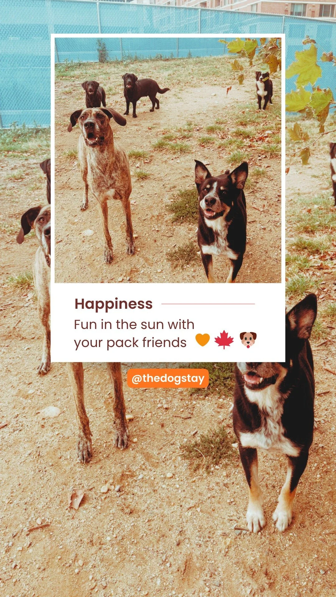 @thedogstay  happiness is all about love, friends, and sunshine 🧡🐾

#TheDogStay #AutumnWithPups #DogsofSilverSpring #MarylandDogs #DogsofMaryland #DogsofDC #DogGrooming #PackLife #StayPlayLove #FallVibes #AutumnDogs #DogLife #DogLovers #Dogsofinsta
