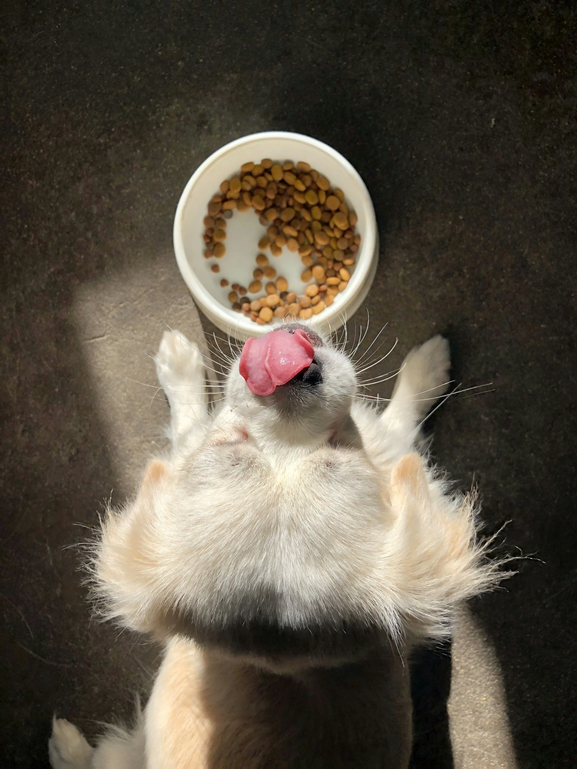 A dog sitting on a dark floor with a white bowl of dry dog food in front of it, and the dog licking its nose.