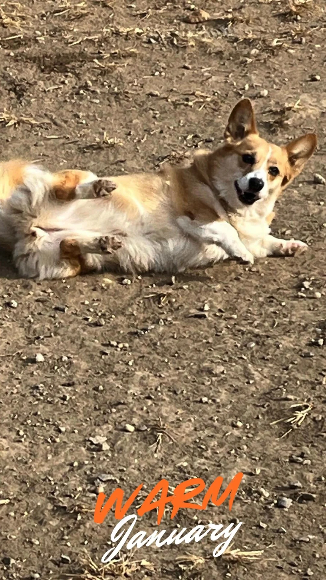 Fun times at The Dog Stay with warm January weather. 🐾🐾🐾🔆🔆🔆

visit us at www.thedogstay.com

#TheDogStay #CrateFreeDaycare #HappyDogs #SilverSpringMD #dmvdogs #silverspringdogs #MontgomeryCountyMD @thedogstay @silverspringdowntown