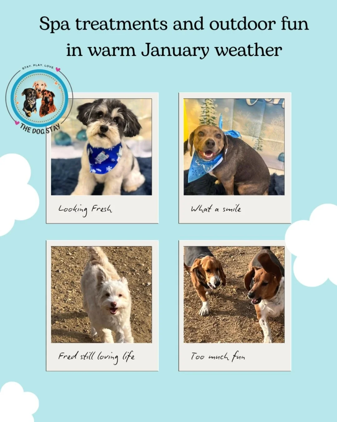 Yesterday was full of sunshine and fun again at The Dog Stay. 🐾🐾🐾🔆🔆🔆

#TheDogStay #CrateFreeDaycare #HappyDogs #SilverSpringMD #dmvdogs #silverspringdogs #MontgomeryCountyMD @thedogstay @silverspringdowntown