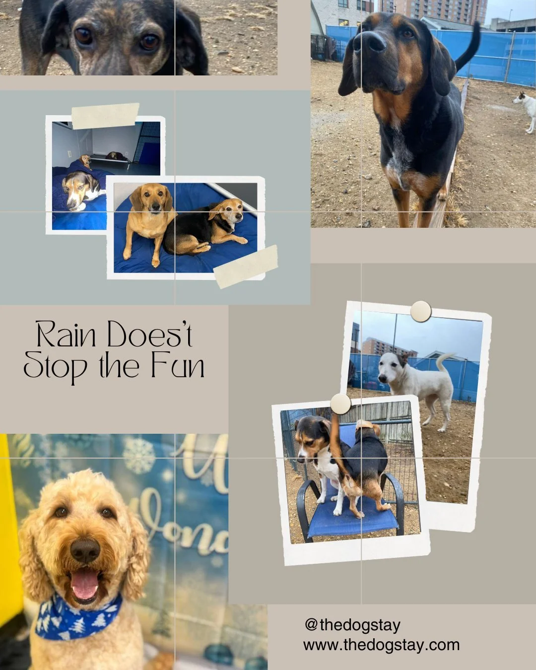 A little rain? No problem ☔🐕
Spa time, outdoor fun, and snuggling with buddies&mdash;just another day at The Dog Stay.

#TheDogStay #CrateFreeDaycare #HappyDogs #SilverSpringMD #dmvdogs #silverspringdogs #MontgomeryCountyMD @thedogstay @silverspring