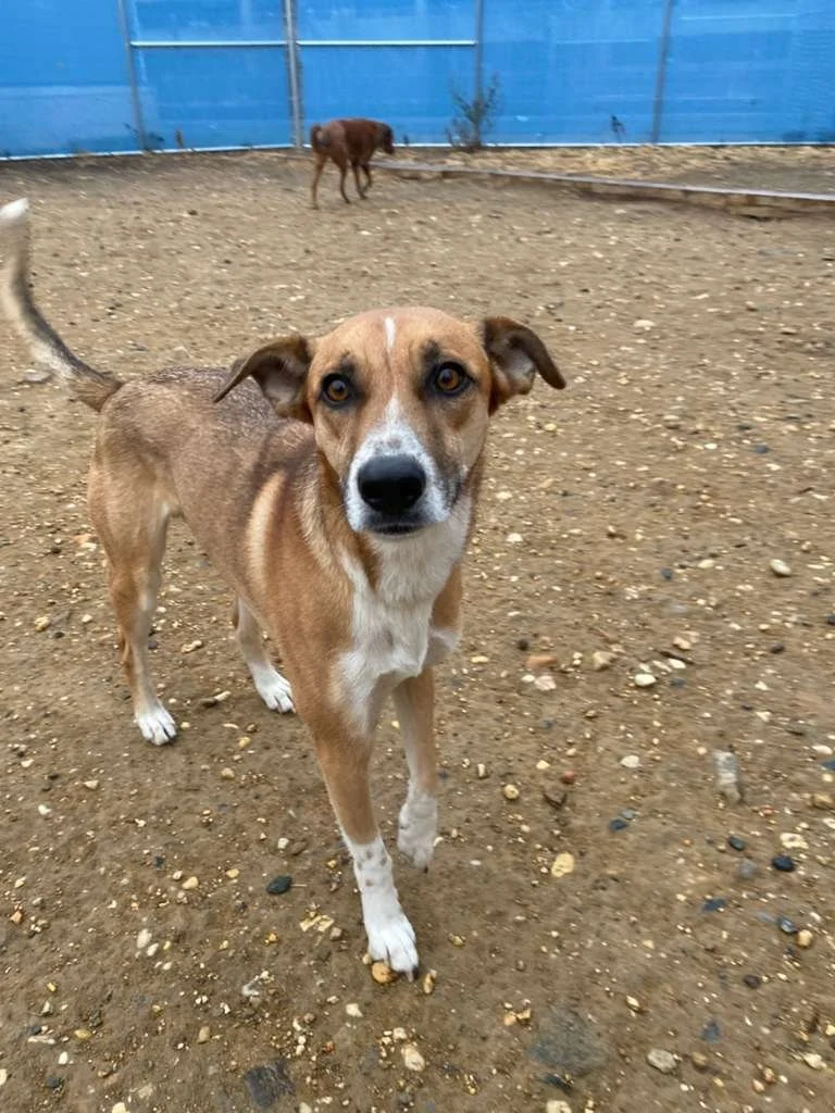 &ldquo;Rain doesn&rsquo;t stop the fun at The Dog Stay ☔🐾

#TheDogStay #CrateFreeDaycare #HappyDogs #SilverSpringMD #dmvdogs #silverspringdogs #MontgomeryCountyMD @thedogstay @silverspringdowntown
