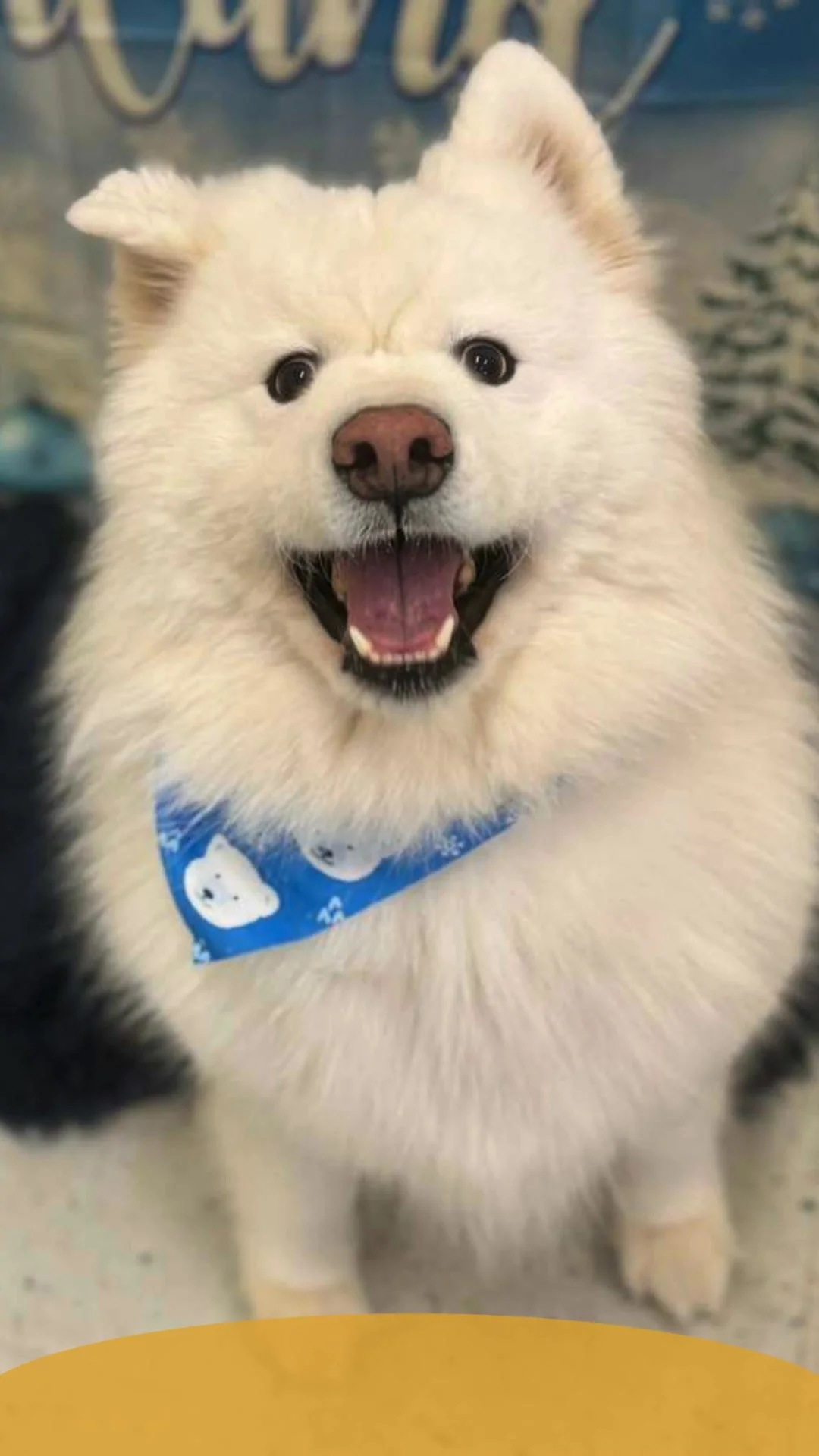 Happy dog closeups on a  Tuesday 🐾🐾🐾🔆🔆🔆

#TheDogStay #CrateFreeDaycare #HappyDogs #SilverSpringMD #dmvdogs #silverspringdogs #MontgomeryCountyMD @thedogstay @silverspringdowntown