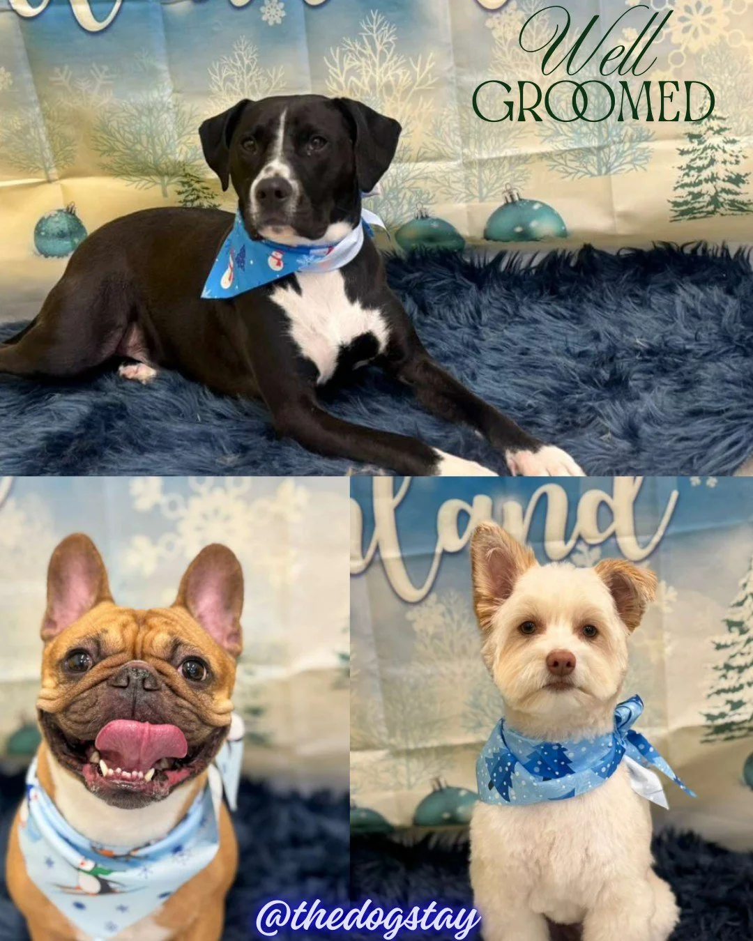 Fresh from the spa ✂️✨
Swipe for the glow-ups &rarr;
(They know they look good.)

#TheDogStay #CrateFreeDaycare #HappyDogs #SilverSpringMD #dmvdogs #silverspringdogs #MontgomeryCountyMD #AITheDogStay @silverspringdowntown @thedogstay