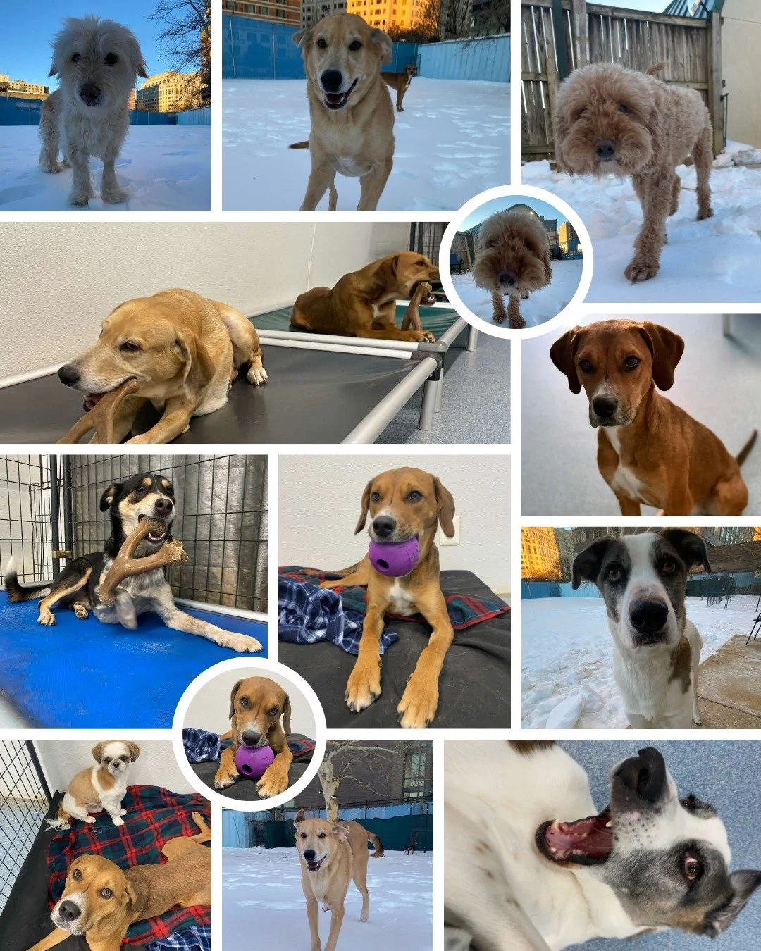 From snowy adventures to warm beds and favorite chew toys&mdash;
these pups know how to do winter right ❄️🐕
Full hearts, tired paws, and best friends by their side.

#TheDogStay #CrateFreeDaycare #HappyDogs #SilverSpringMD #dmvdogs #silverspringdogs