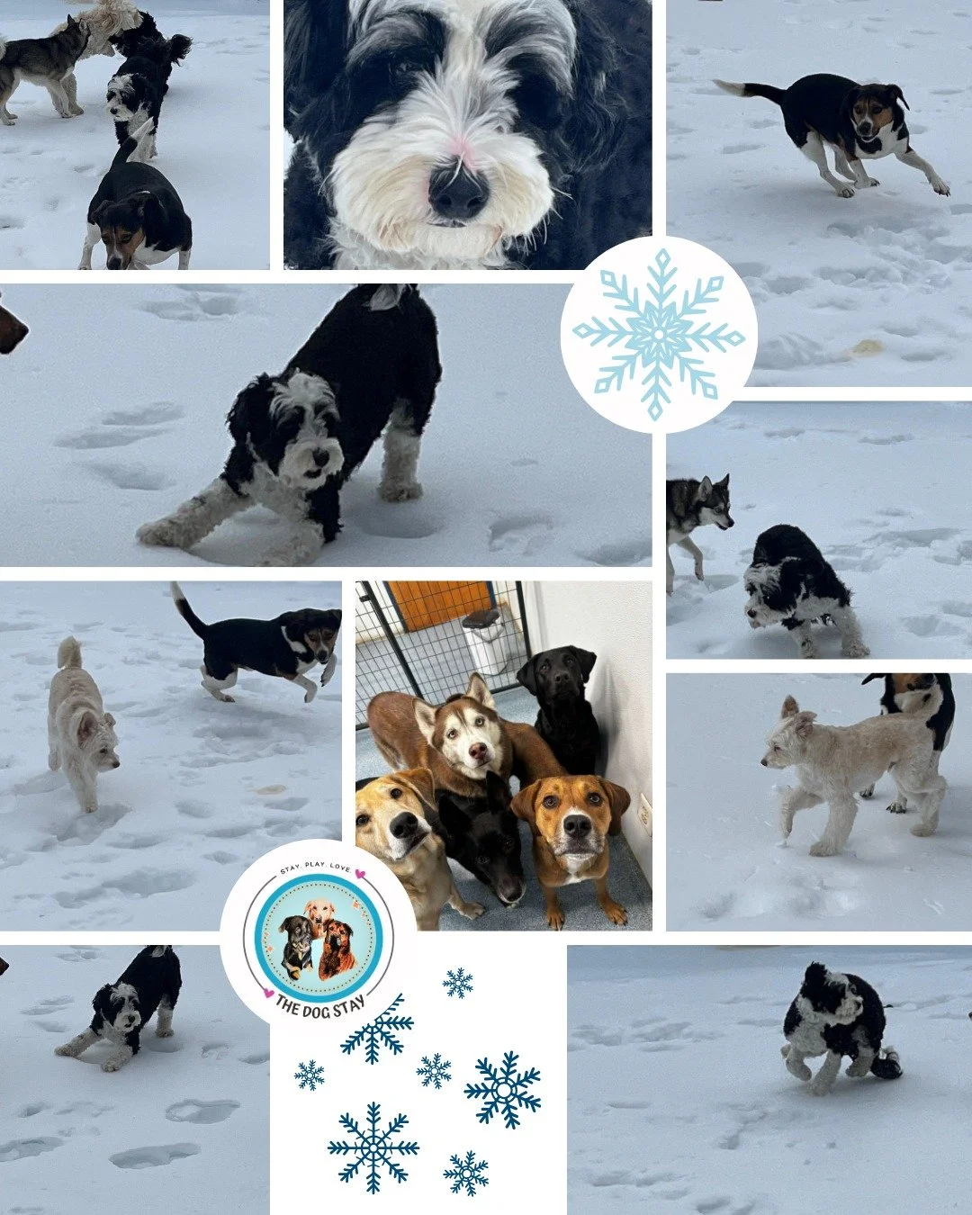 The smalls were having a blast in the snow while the bigs were ready to do the same.  They are so much fun!!! ❄☃🐾🐾

#TheDogStay #CrateFreeDaycare #HappyDogs #SilverSpringMD #dmvdogs #silverspringdogs #MontgomeryCountyMD @thedogstay @silverspringdow