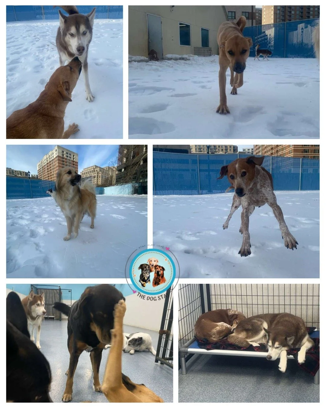 ❄️ Outdoor snow play
🐕 Indoor pack fun
😴 Serious nap commitment
Winter days at The Dog Stay = perfection.

#TheDogStay #CrateFreeDaycare #HappyDogs #SilverSpringMD #dmvdogs #silverspringdogs #MontgomeryCountyMD #AITheDogStay 
@thedogstay @silverspr