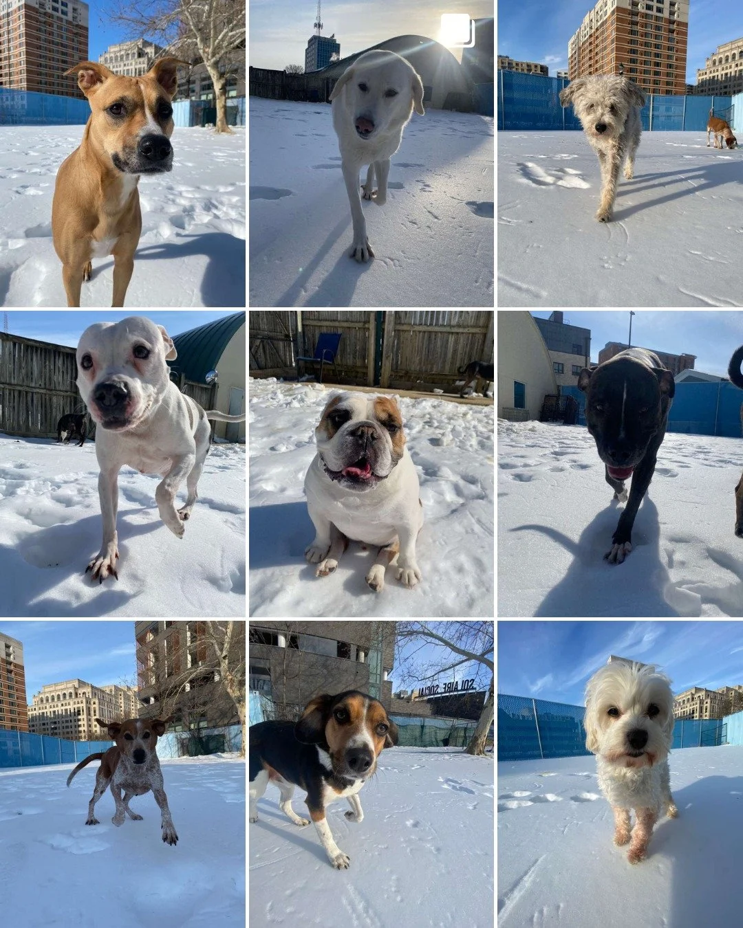 The pups had some fun again outside and cuddles with their buds inside on this last day ofJanuary at The Dog Stay. For fun, we did some added animations - keep swiping. 🐾❄❄🐾🔆📸📸📸

#TheDogStay #CrateFreeDaycare #HappyDogs #SilverSpringMD #dmvdogs
