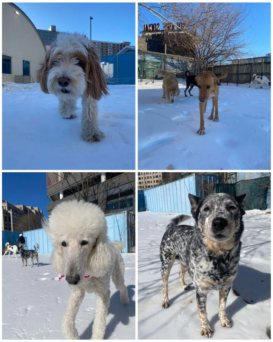 Above Freezing temps today - Snow on the ground, joy all around ❄️
From zoomies to smiles, this is what happy, well-loved pups look like at The Dog Stay 🐶❤️

#TheDogStay #CrateFreeDaycare #HappyDogs #SilverSpringMD #dmvdogs #silverspringdogs #Montgo