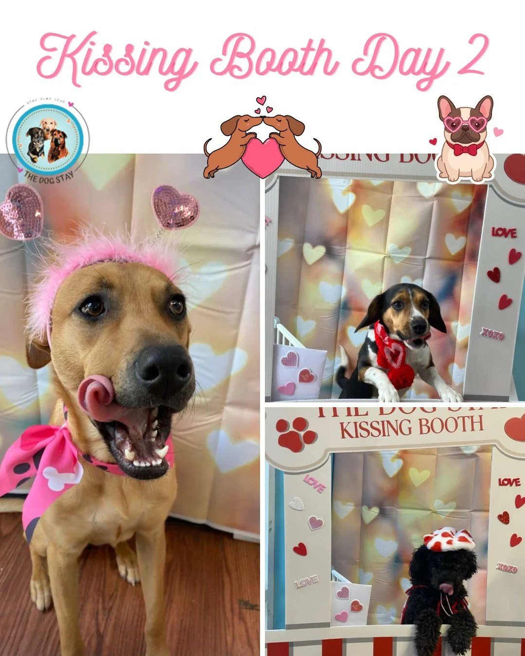 Day 2 - Step right up to the Kissing Booth 💋🐶
All smooches, tail wags, and zero shame.
February at The Dog Stay = extra love included.

#TheDogStay #CrateFreeDaycare #HappyDogs #SilverSpringMD #dmvdogs #silverspringdogs #MontgomeryCountyMD @thedogs