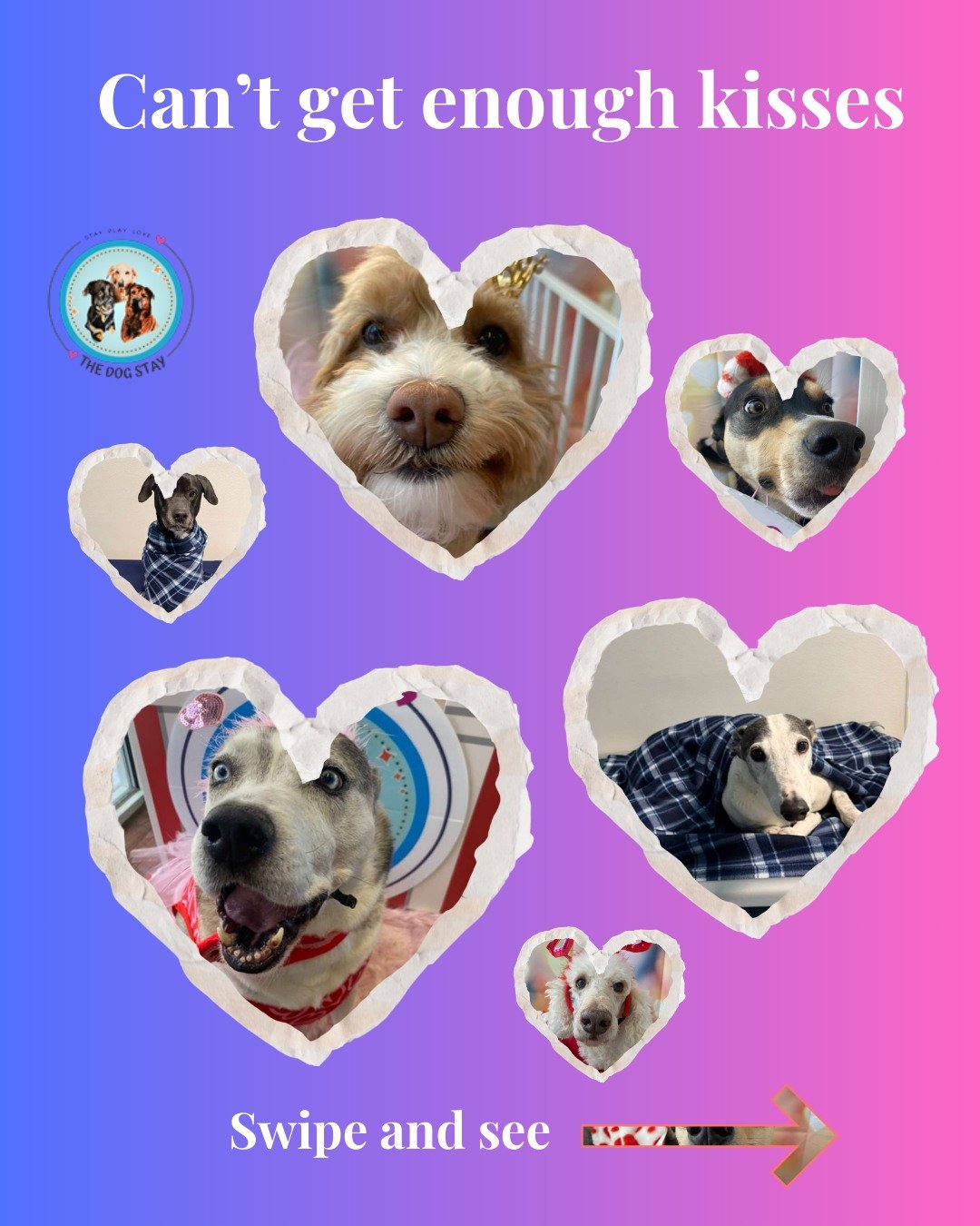 These pups were made for the kissing booth and cozying up!!! 💋🐾💤

#TheDogStay #CrateFreeDaycare #HappyDogs #SilverSpringMD #dmvdogs #silverspringdogs #MontgomeryCountyMD @thedogstay @silverspringdowntown