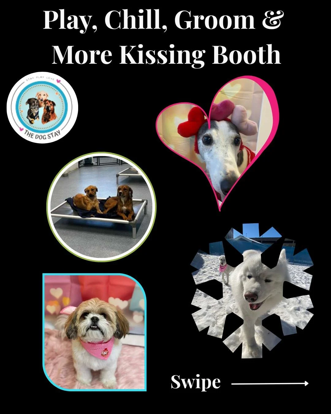 Happy Monday - we have a lot of great moments captured today and yesterday... Week 2 of the booth, sharp looking grooms, play time, and rest with the buddies time as well. 🐾❄🔆💋

#TheDogStay #CrateFreeDaycare #HappyDogs #SilverSpringMD #dmvdogs #si