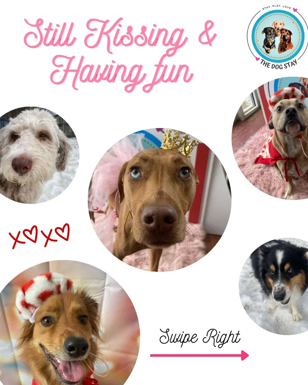 Pups are still bringing the cute to the booth, outside and inside with their buddies.
 🐾🐾💤💤

#TheDogStay #CrateFreeDaycare #HappyDogs #SilverSpringMD #dmvdogs #silverspringdogs #MontgomeryCountyMD @thedogstay @silverspringdowntown