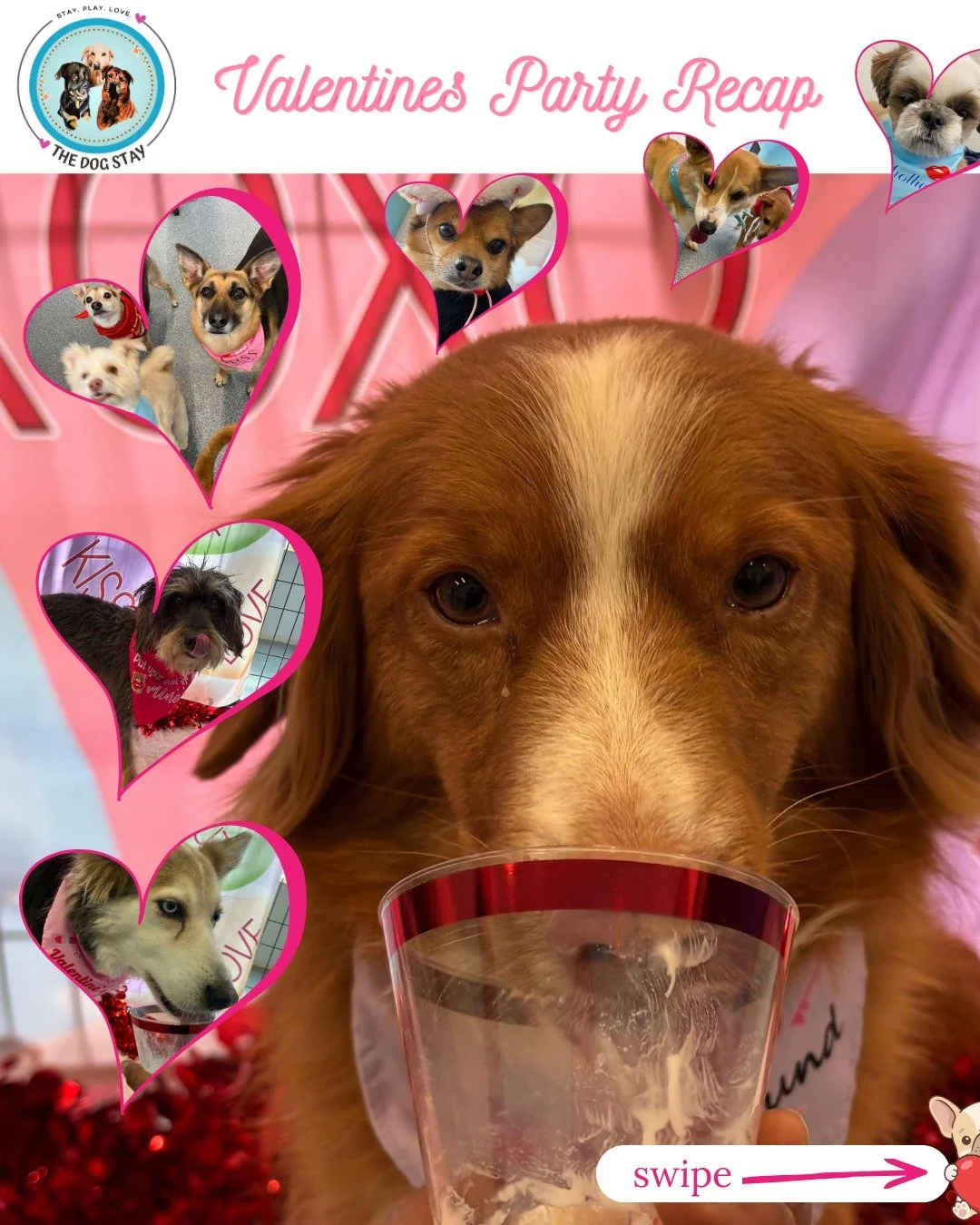 Valentine&rsquo;s Pawrty recap 💕🐾

Treat cups? Devoured.
Toys and balls? Fully tested.
Friends? 10/10.
Rest breaks? Absolutely necessary.

Safe to say the pups had a very successful holiday ❤️🐶

#TheDogStay #CrateFreeDaycare #HappyDogs #SilverSpri