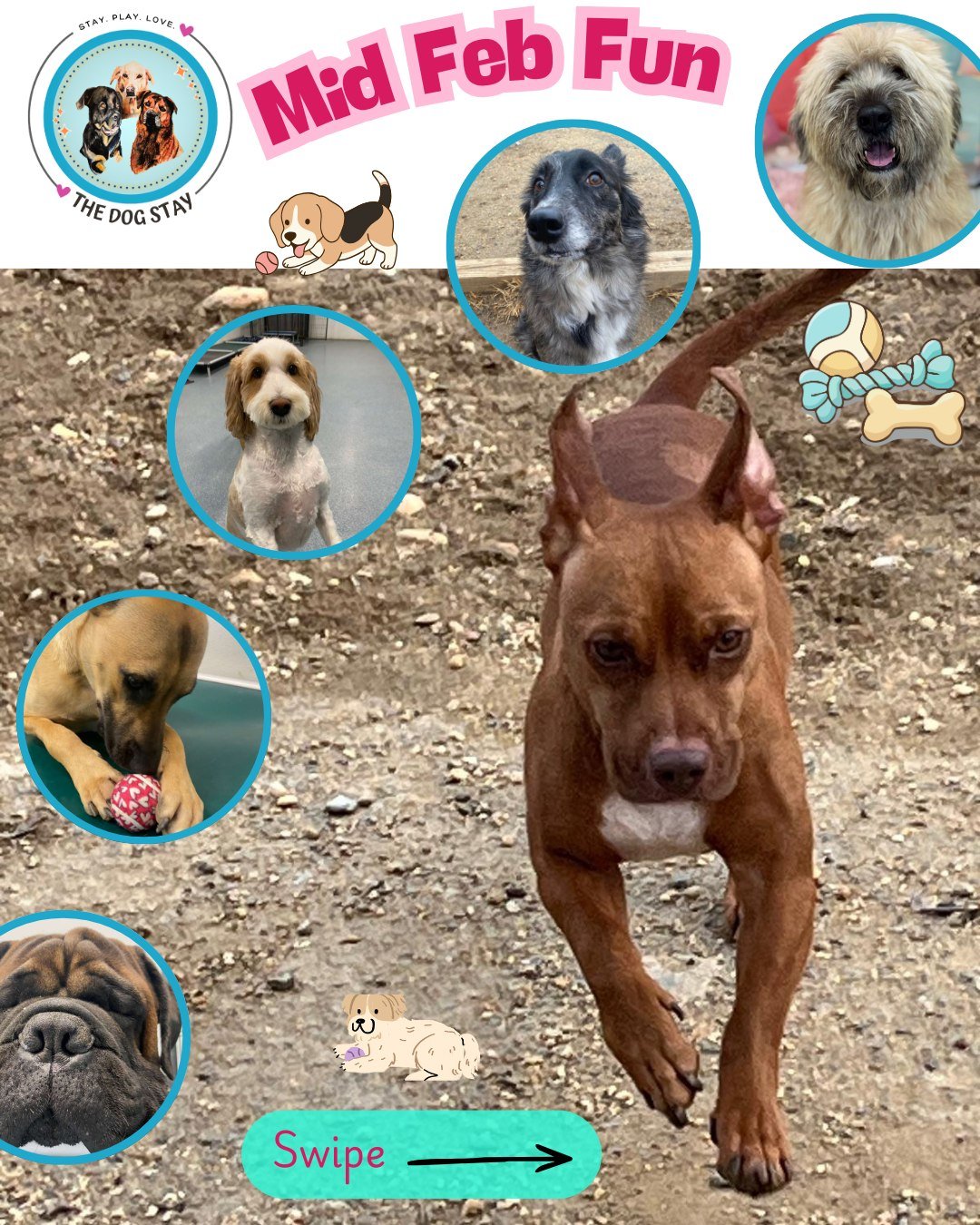 A couple of warmer mid February days = more outdoor fun, indoor relaxation, and fresh grooms.  The pups are enjoying their time with their buds at The Dog Stay. 🐾🔆💤

#TheDogStay #CrateFreeDaycare #HappyDogs #SilverSpringMD #dmvdogs #silverspringdo