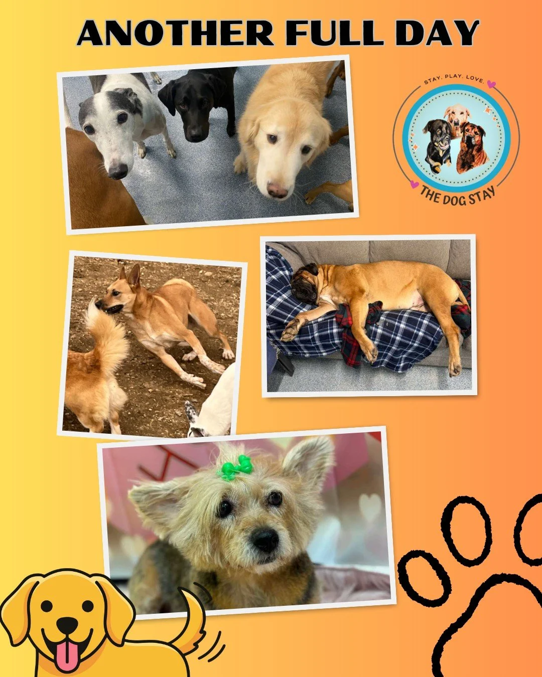Another day of fun and relaxation with friends at The Dog Stay.

#TheDogStay #CrateFreeDaycare #HappyDogs #SilverSpringMD #dmvdogs #silverspringdogs #MontgomeryCountyMD @thedogstay @silverspringdowntown