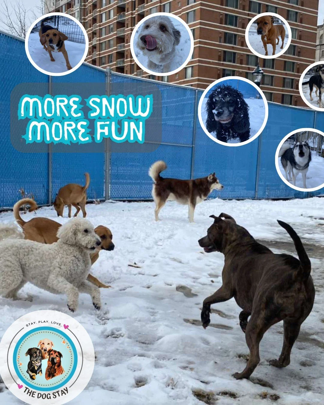 Another snow day, and plenty of play with friends. ❄❄🐾🐾

#TheDogStay #CrateFreeDaycare #HappyDogs #SilverSpringMD #dmvdogs #silverspringdogs #MontgomeryCountyMD #AITheDogStay @thedogstay @silverspringdowntown