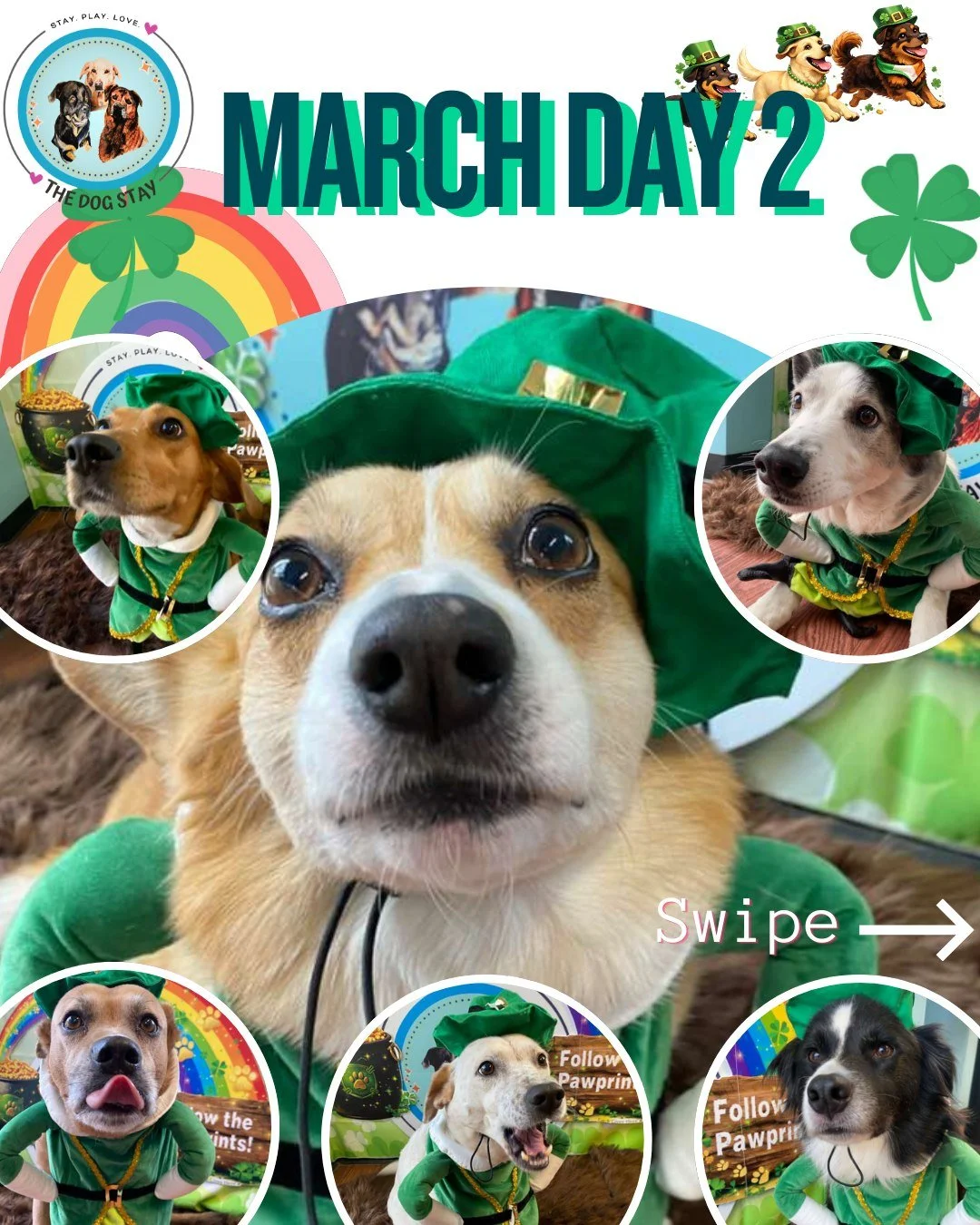 Cloudy Monday and we&rsquo;re not mad about it.

🌈 Pot of Gold Photo Booth is live
🐾 Outdoor zoomies are in full effect
✨ Smiles = guaranteed

Luck looks pretty good on these pups. 🍀

#TheDogStay #CrateFreeDaycare #HappyDogs #SilverSpringMD #dmvdo