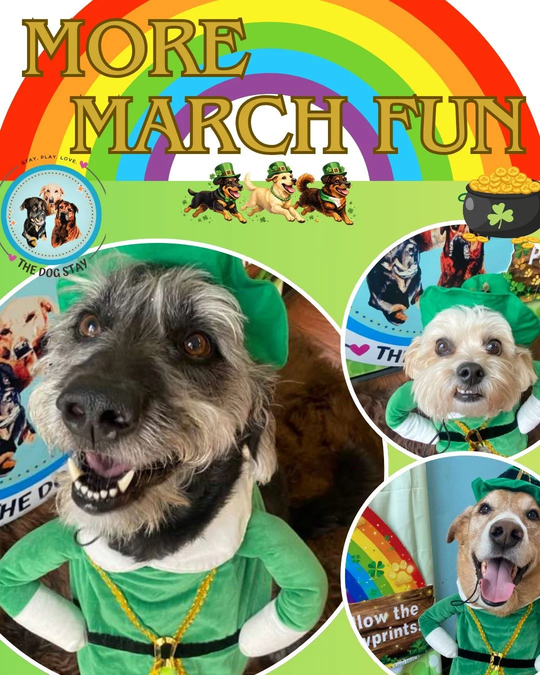 Lucky pups, lucky month. 🍀🐾

More St. Paw-trick&rsquo;s photo booth fun!
And don&rsquo;t forget &mdash; yesterday&rsquo;s Bingo icon was the Golden Ticket. ✨

Mark it on your card or swing by the office to grab one and join the game.

New icons ann