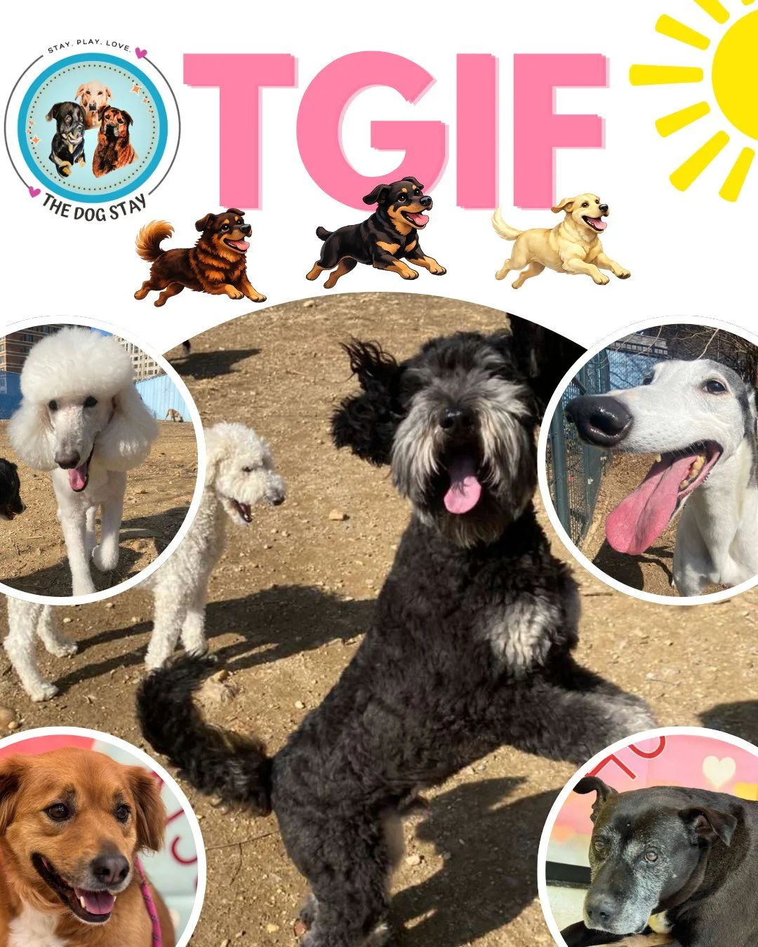 TGIF = Thank Goodness It&rsquo;s Fetch 🐶💨

The zoomies are zoomin&rsquo;, tails are waggin&rsquo;, and the weekend energy is officially ON at The Dog Stay.

Who else feels this level of Friday excitement?

#TheDogStay #CrateFreeDaycare #HappyDogs #