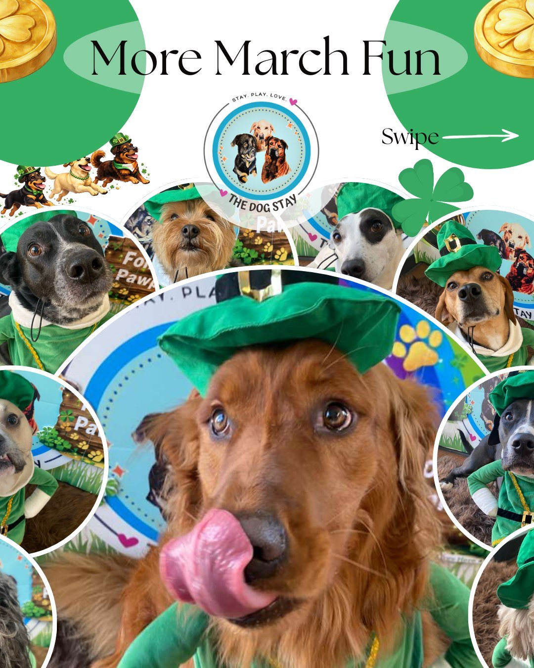 March sunshine hits different ☀️🍀

Photo booth fun, outdoor hangs with friends, and plenty of tail wags all around 🐾

#TheDogStay #CrateFreeDaycare #HappyDogs #SilverSpringMD #dmvdogs #silverspringdogs #MontgomeryCountyMD @thedogstay @silverspringd