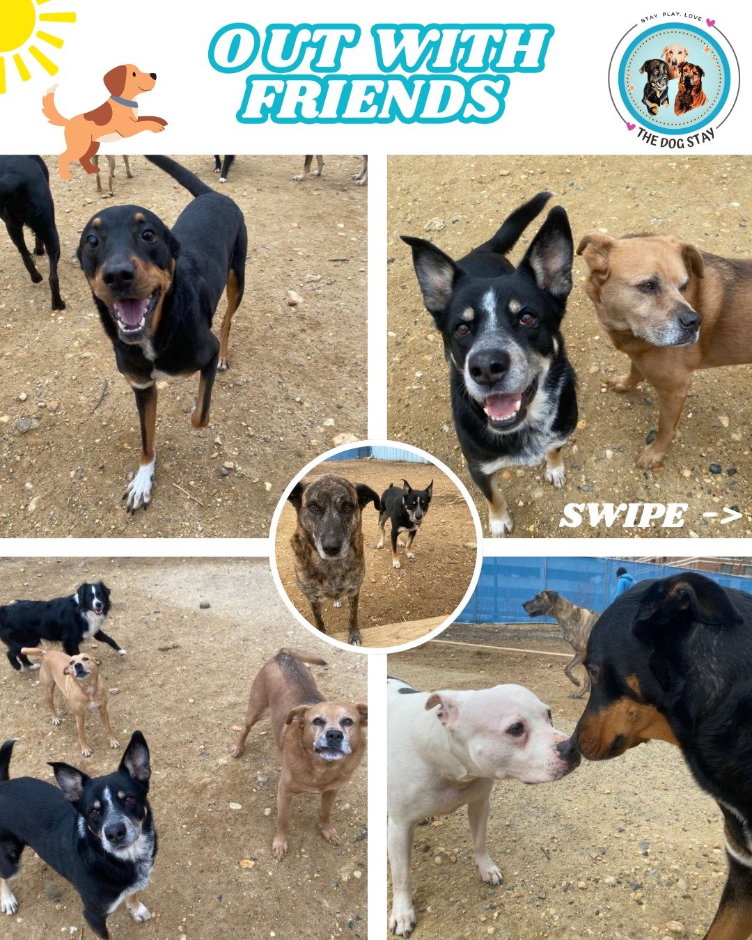 OUT with friends. 🐾
IN with friends. 🐶
B-DAY with friends. 🎉

Just another day living the good life at The Dog Stay. 💙

#TheDogStay #CrateFreeDaycare #HappyDogs #SilverSpringMD #dmvdogs #silverspringdogs #MontgomeryCountyMD #AITheDogStay @thedogs