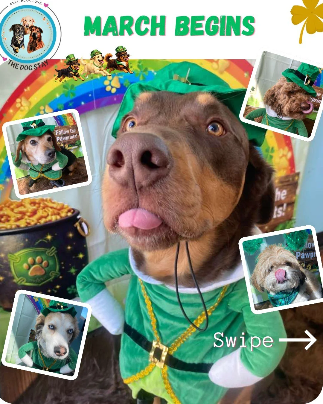 Hello March ☀️🍀

The sunshine is out, the pups are glowing, and our Pot of Gold Photo Booth is officially open! 🌈✨

Follow the pawprints&hellip; luck (and lots of zoomies) live here. 🐾

#TheDogStay #CrateFreeDaycare #HappyDogs #SilverSpringMD #dmv