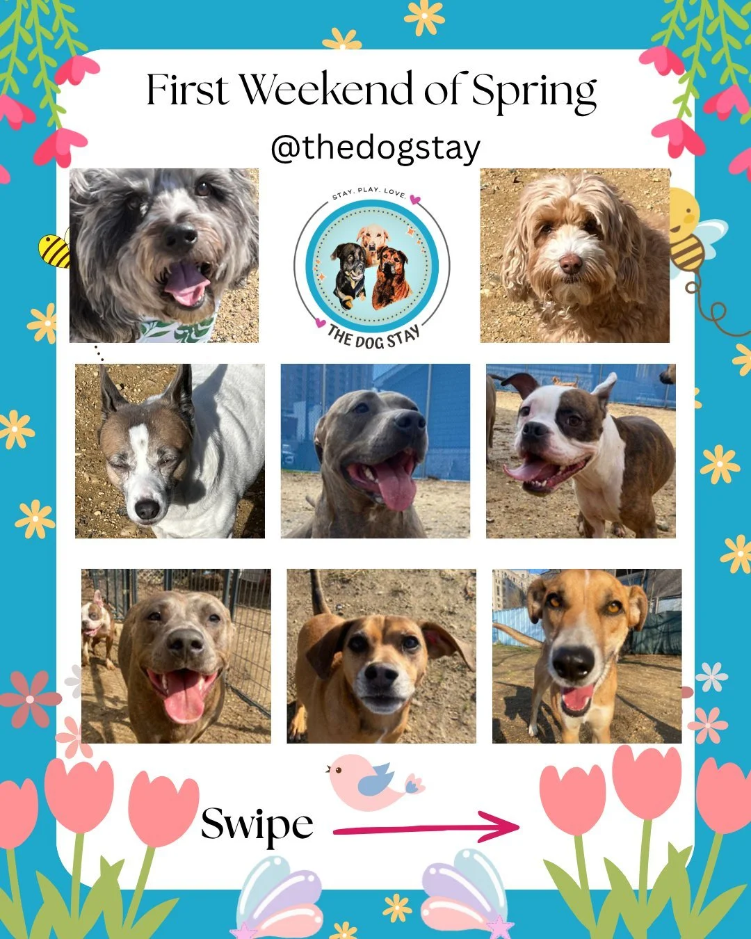 Nothing says spring like pups soaking up the sunshine with their best friends ☀️🐾
Longer play sessions, wagging tails, and a whole lot of joy at The Dog Stay 💛

#TheDogStay #CrateFreeDaycare #HappyDogs #SilverSpringMD #dmvdogs #silverspringdogs #Mo