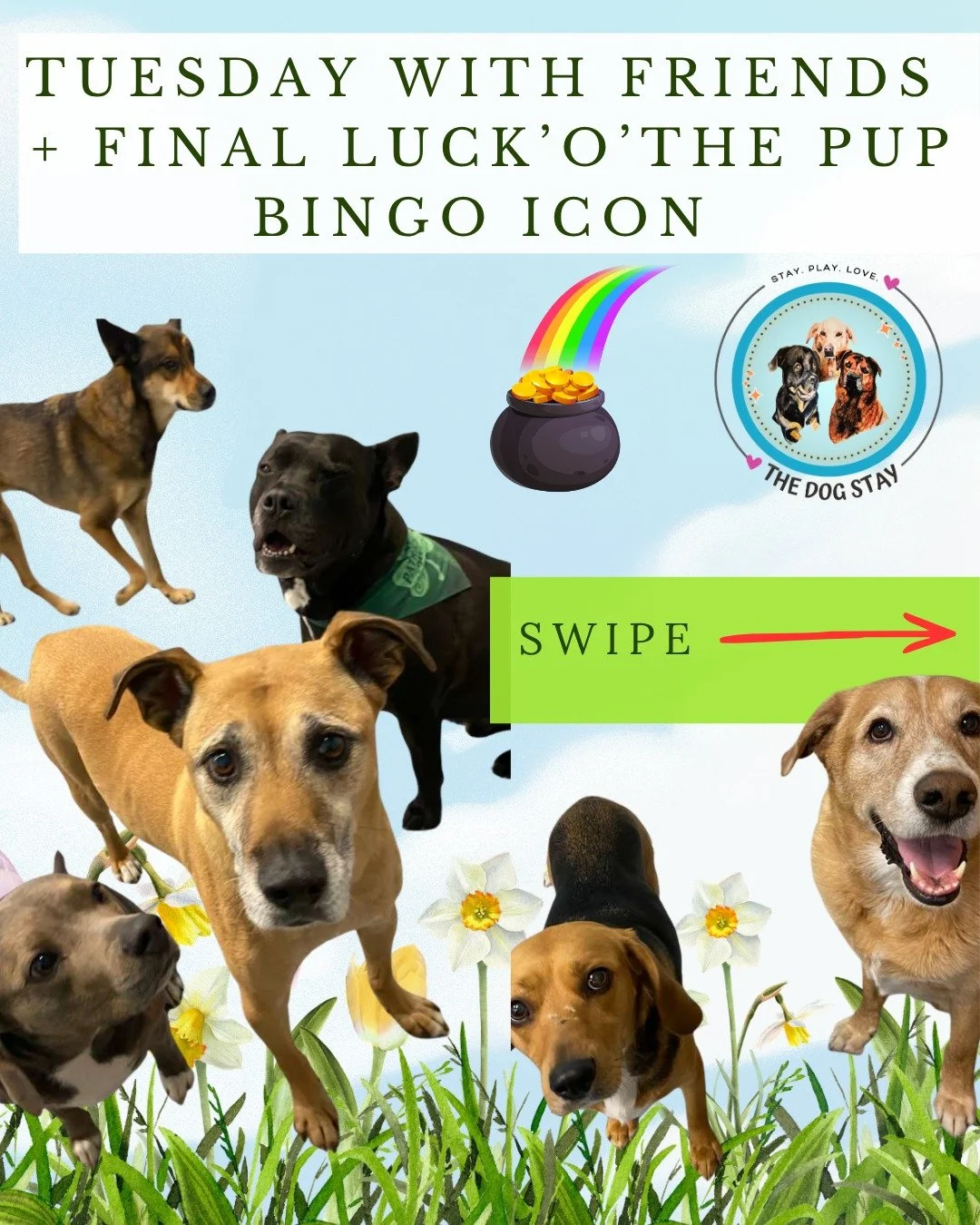 🌈 Final icon = POT OF GOLD 🍀
4 in a row = YOU WIN 🎉

Stop by the front desk with your card for a personalized gift 💛🐾

Bonus: pups living their best lives with friends yesterday 🐕

#TheDogStay #CrateFreeDaycare #HappyDogs #SilverSpringMD #dmvdo