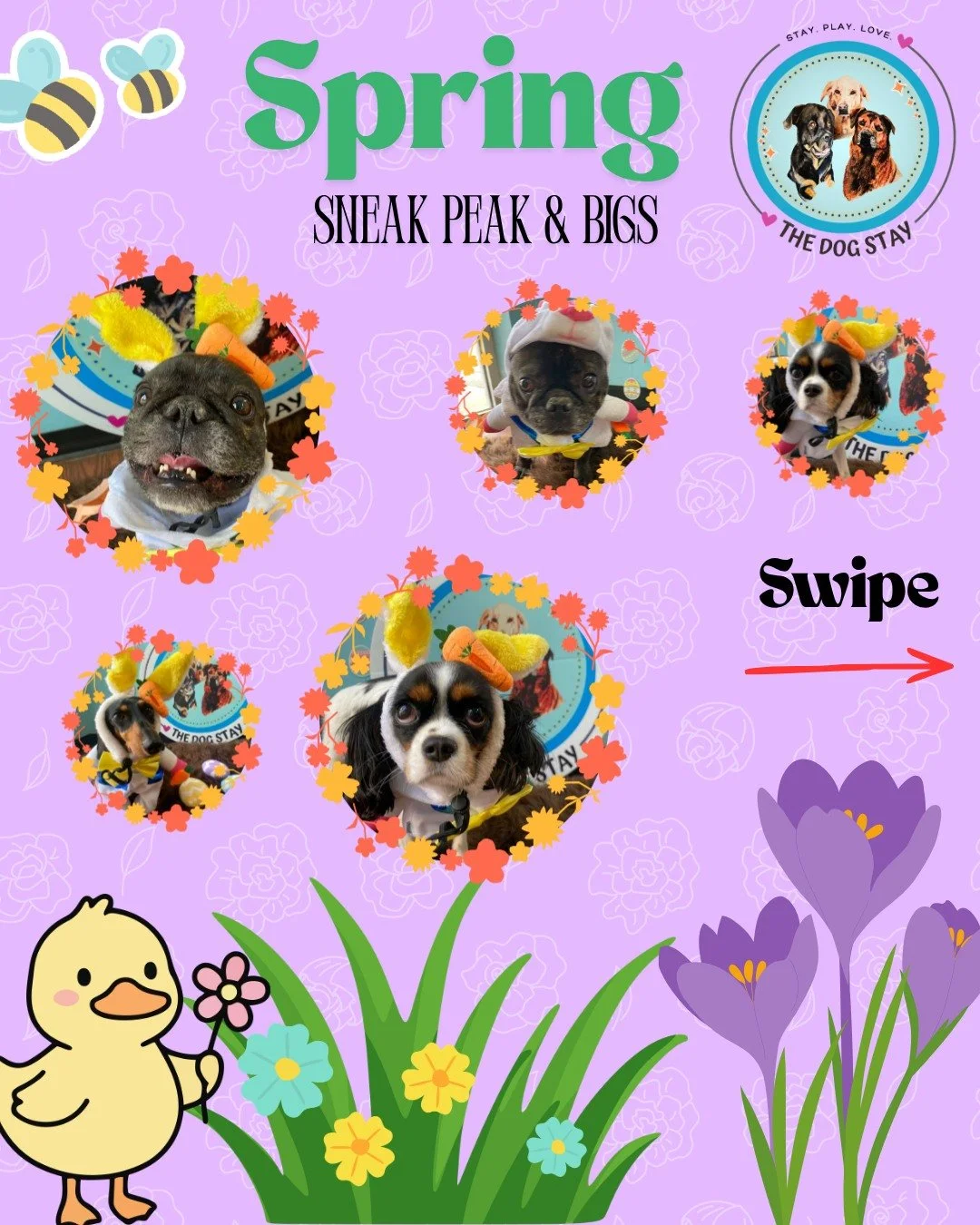 Sun&rsquo;s out, Bigs out ☀️🐕
Nothing beats a day of sunshine, zoomies, and best friends 💛

👀 Plus&hellip; a little sneak peek at what&rsquo;s coming in May &mdash; costumes loading&hellip;

#TheDogStay #CrateFreeDaycare #HappyDogs #SilverSpringMD