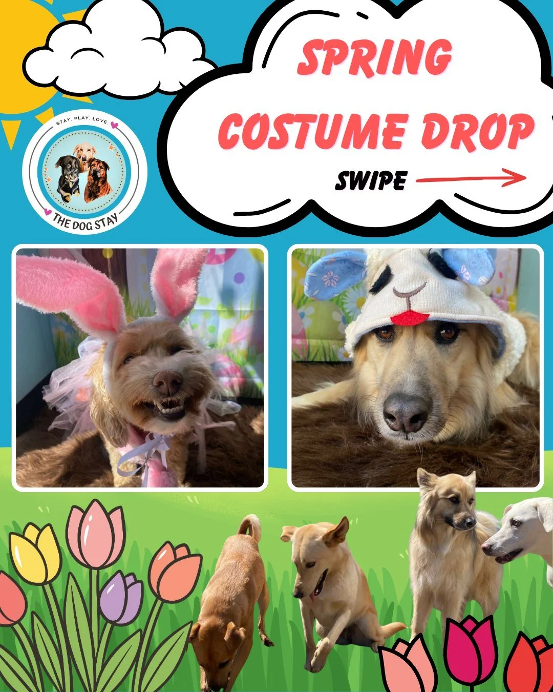 Bigs 🐾 outdoor Zoomies yesterday +
Spring Costume Drop 🌸🔥
New looks just landed and the pack did NOT waste time 😂
Which costume is your favorite? 🐰🐥🐑

#TheDogStay #CrateFreeDaycare #HappyDogs #SilverSpringMD #dmvdogs #silverspringdogs #Montgom