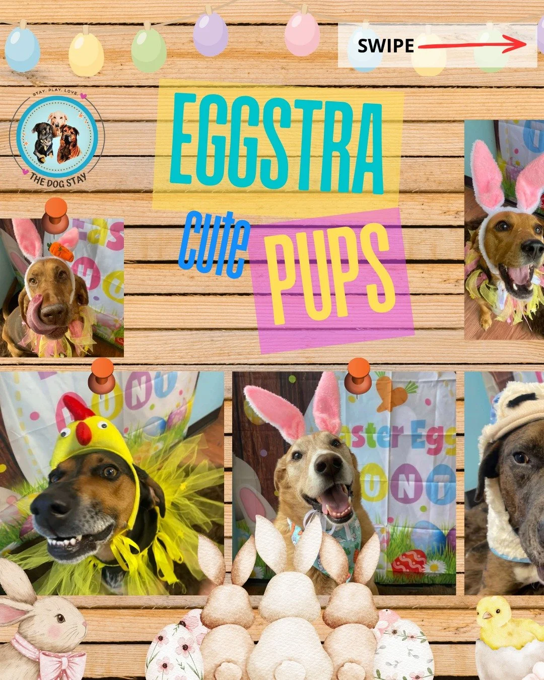 More spring style here 🌼🐶
From bunny ears to full-on fluff, the pups are fully embracing the season

Safe to say&hellip; they understood the assignment 💁&zwj;♀️🐾

#TheDogStay #CrateFreeDaycare #HappyDogs #SilverSpringMD #dmvdogs #silverspringdogs